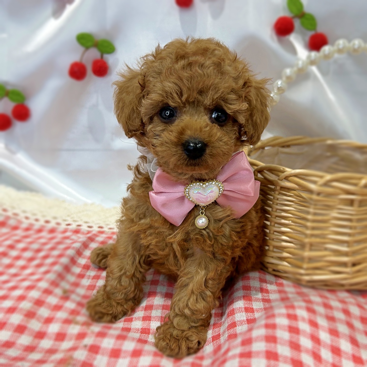 滋賀県のトイプードル(トイ) (ペッツワン堅田店/2026年6月10日生まれ/女の子/オレンジ)の子犬の3枚目の画像