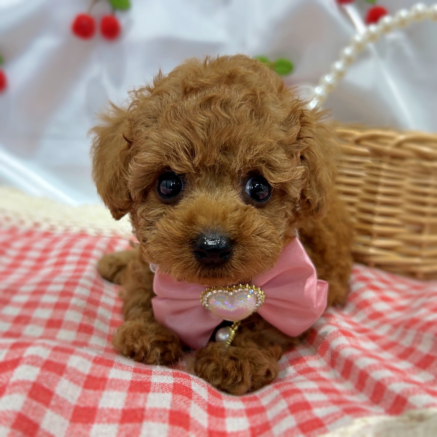 滋賀県のトイプードル(トイ) (ペッツワン堅田店/2026年6月10日生まれ/女の子/オレンジ)の子犬の1枚目の画像