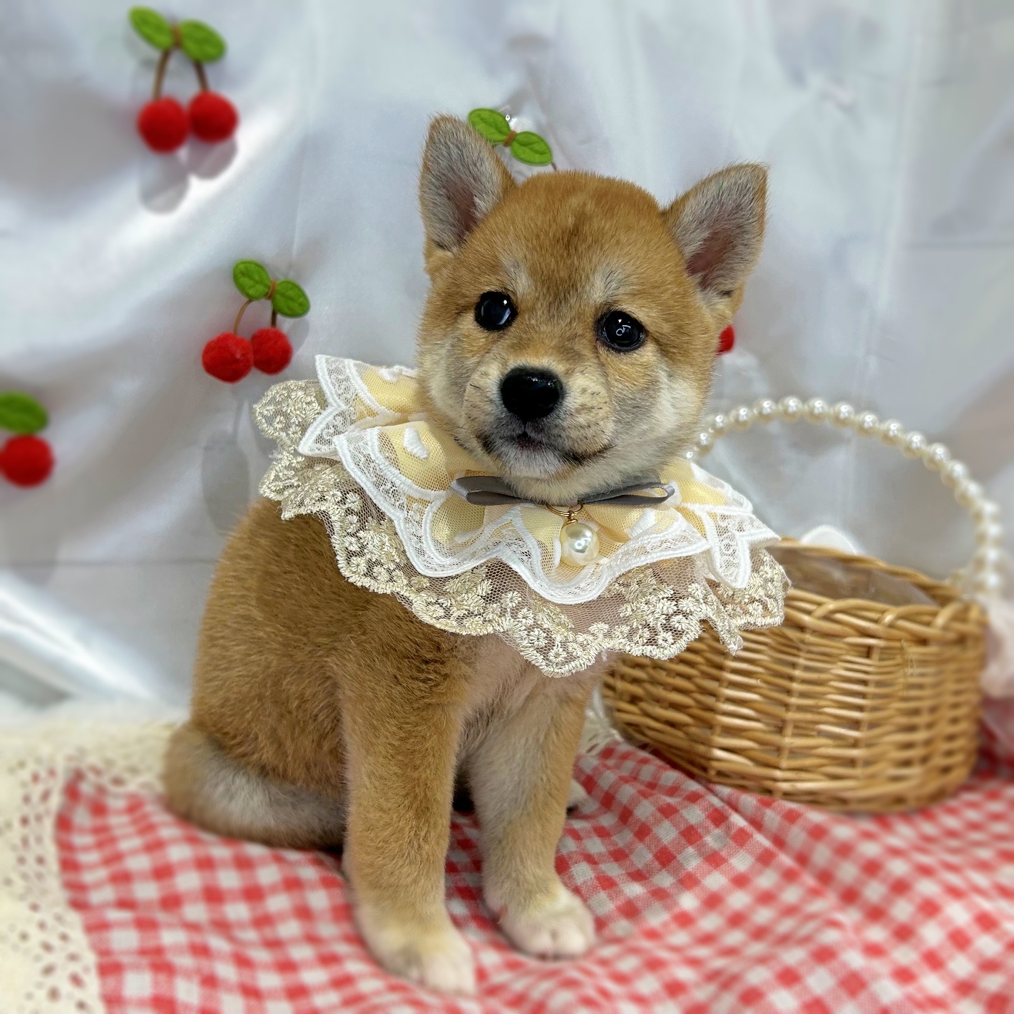 滋賀県の柴犬(標準サイズ) (ペッツワン堅田店/2026年6月11日生まれ/女の子/レッド)の子犬の3枚目の画像