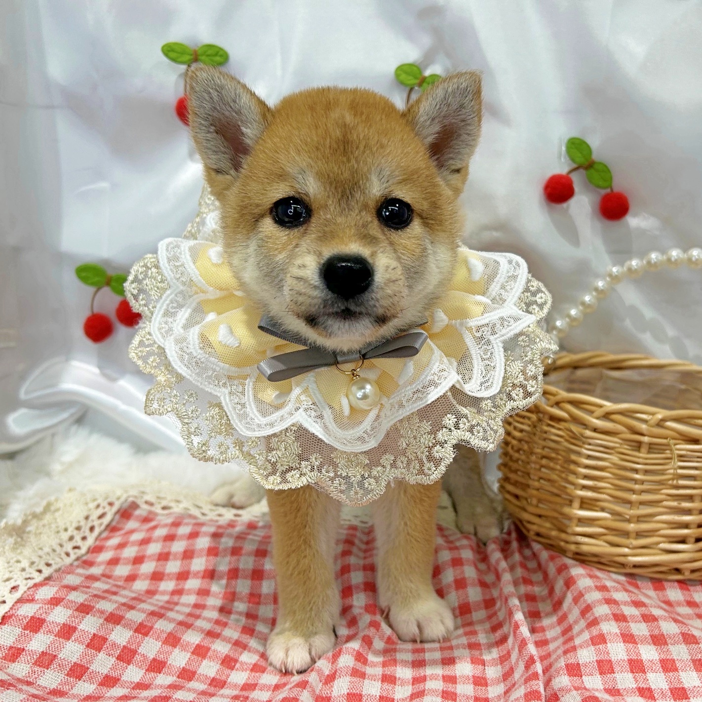 滋賀県の柴犬(標準サイズ) (ペッツワン堅田店/2026年6月11日生まれ/女の子/レッド)の子犬の1枚目の画像