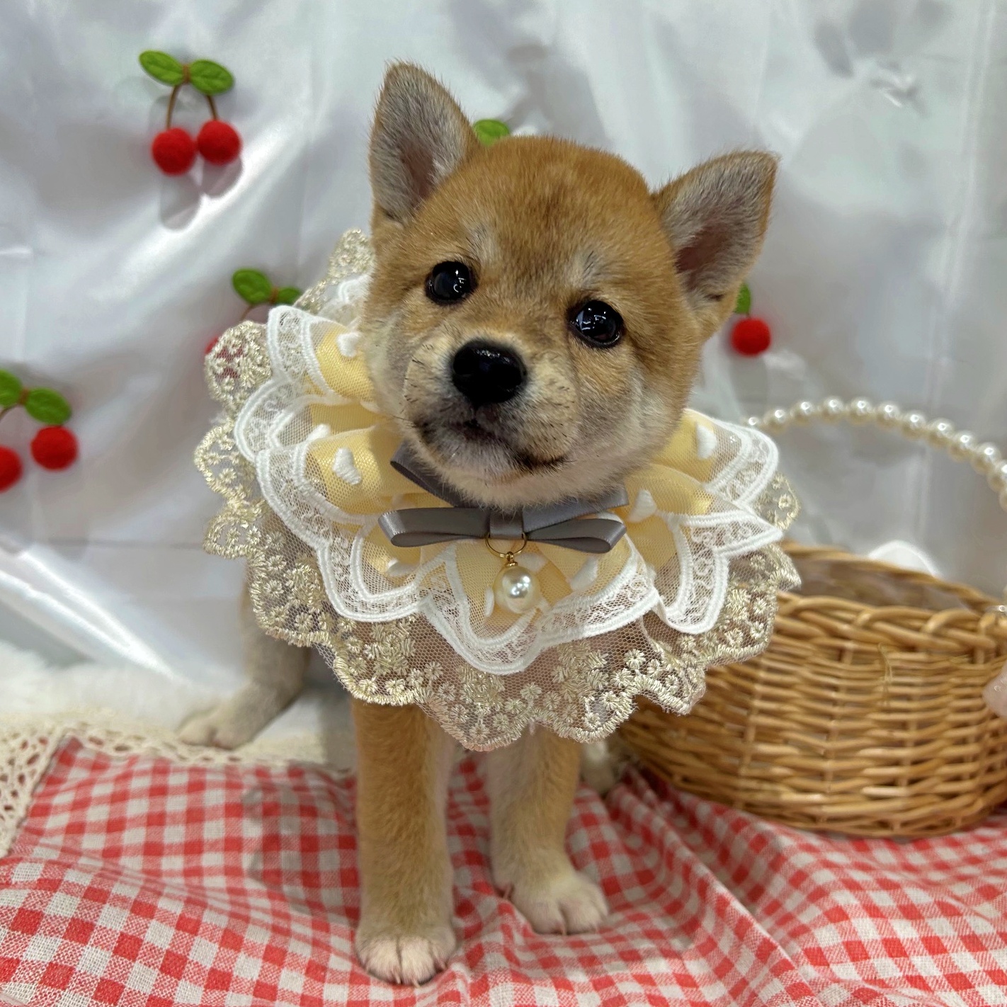 滋賀県の柴犬(標準サイズ) (ペッツワン堅田店/2026年6月11日生まれ/女の子/レッド)の子犬の2枚目の画像
