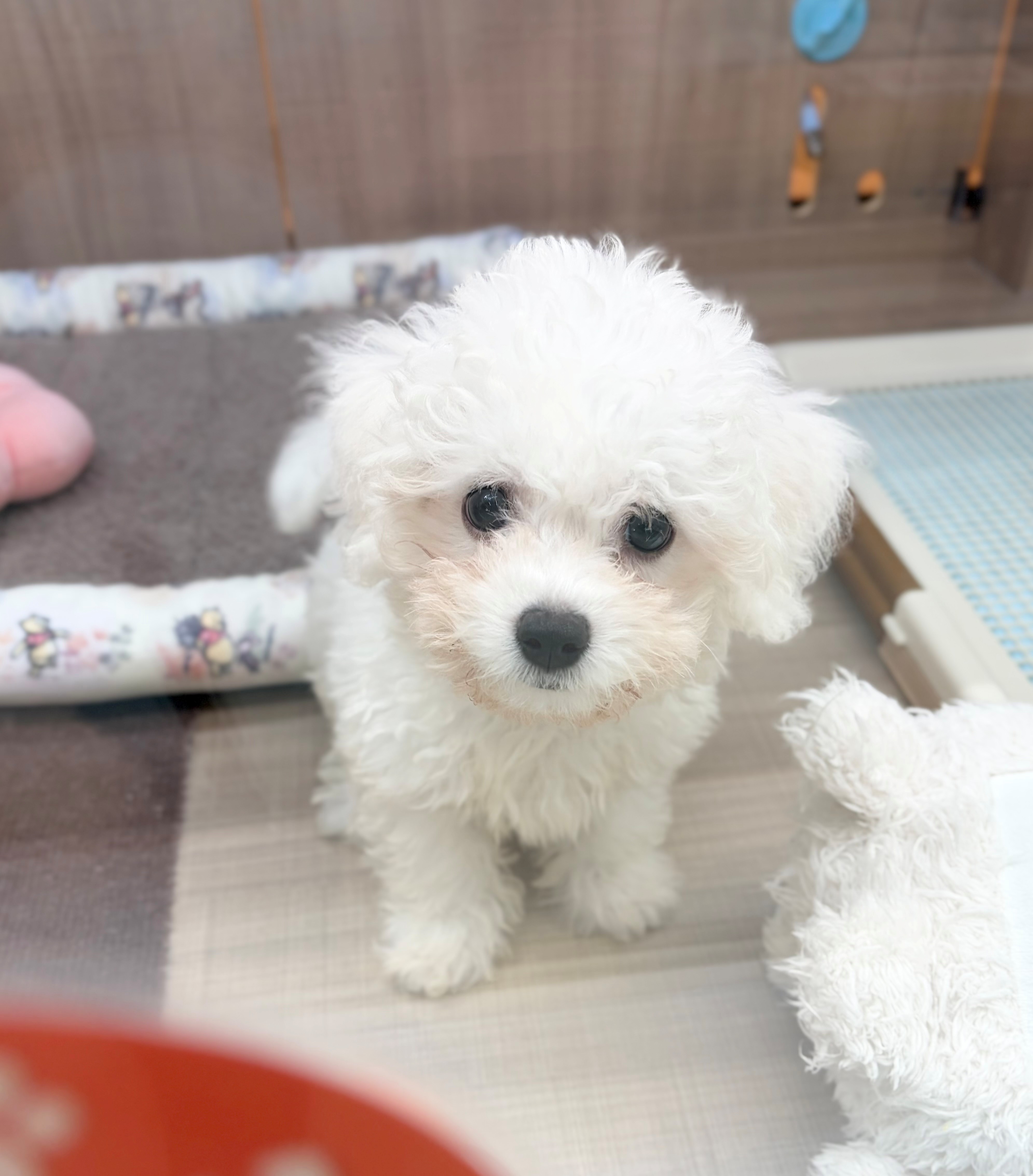 岐阜県のビションフリーゼ (ペッツワン可児店/2026年5月21日生まれ/男の子/ホワイト)の子犬の2枚目の画像