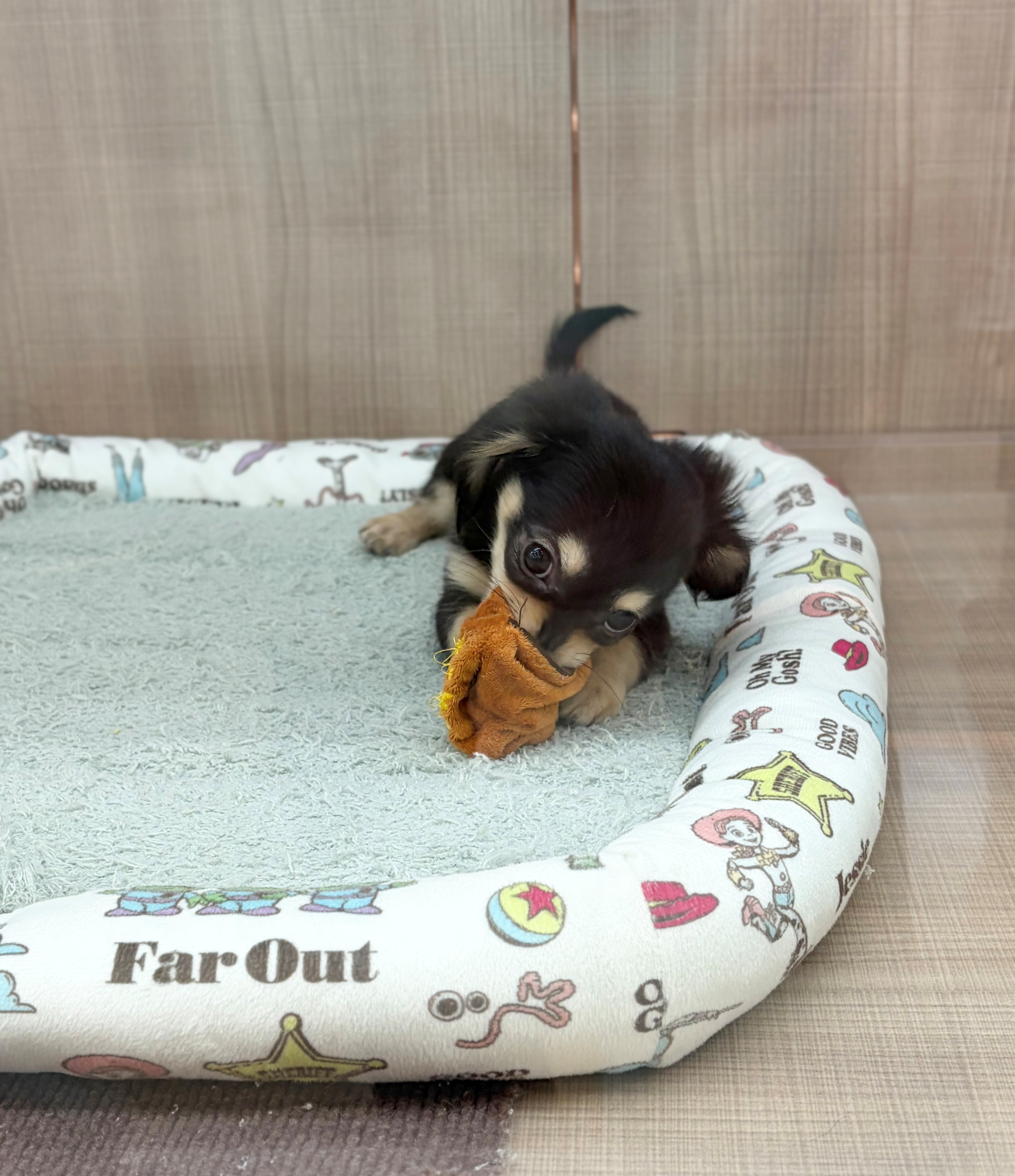 岐阜県のハーフ犬・ミックス犬 (ペッツワン可児店/2026年5月15日生まれ/女の子/ブラックタン)の子犬の2枚目の画像