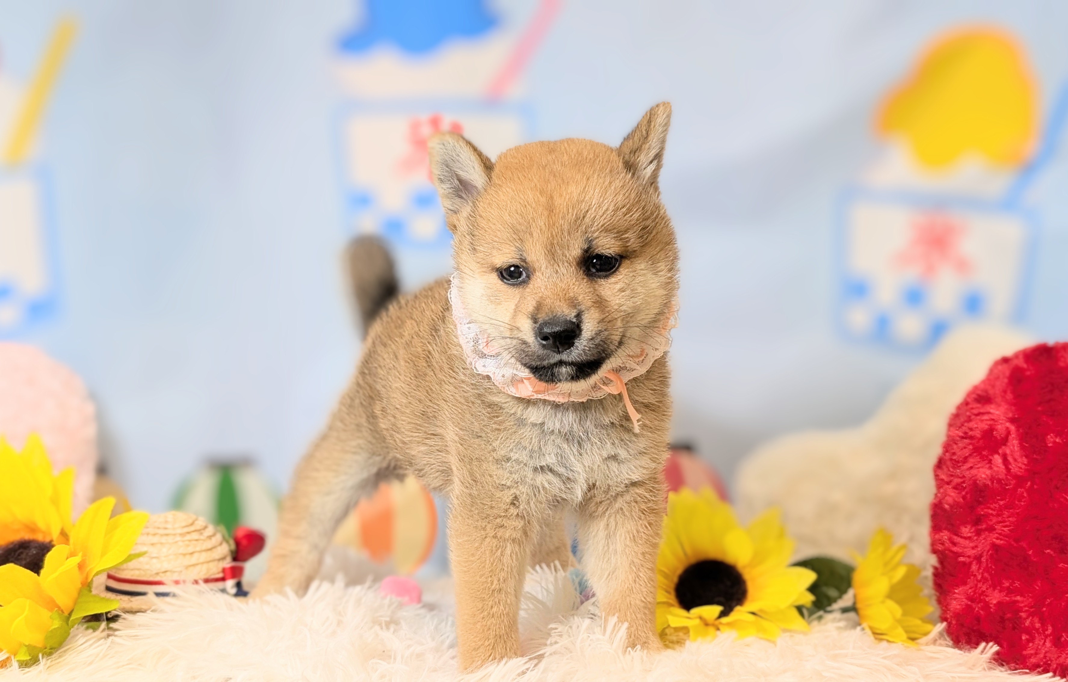 兵庫県の柴犬(標準サイズ) (ペッツワン神戸西神南店/2026年6月11日生まれ/女の子/赤)の子犬の2枚目の画像
