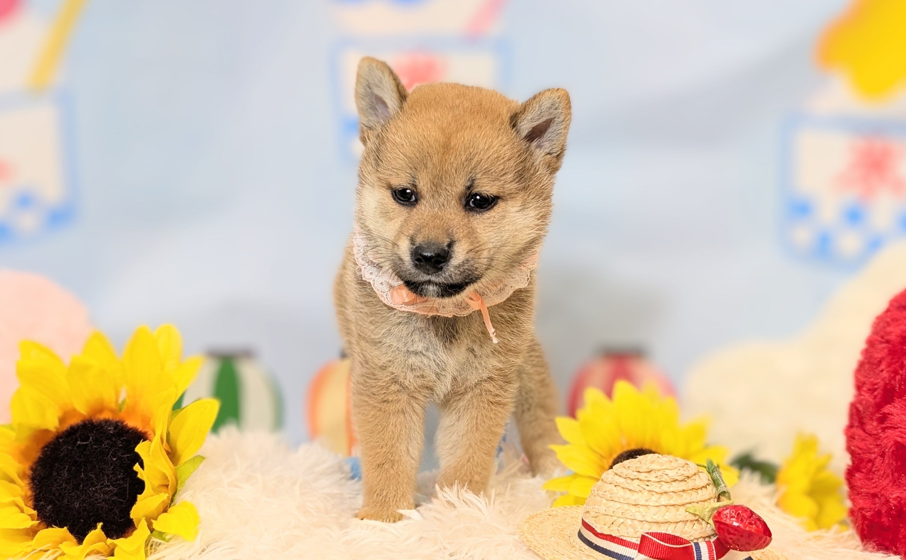 兵庫県の柴犬(標準サイズ) (ペッツワン神戸西神南店/2026年6月11日生まれ/女の子/赤)の子犬の1枚目の画像