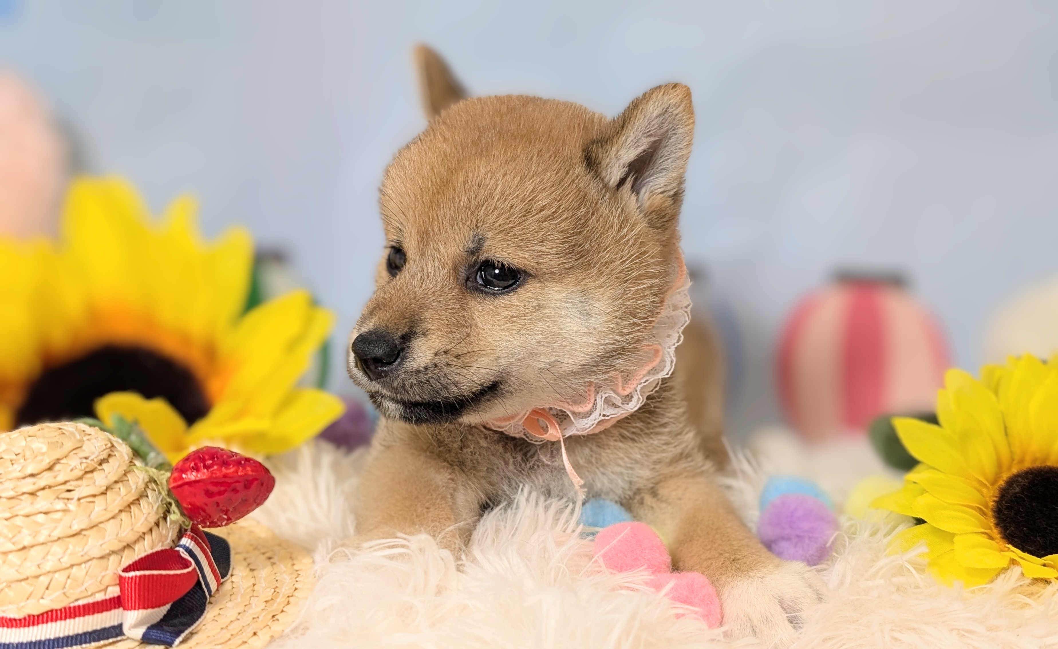兵庫県の柴犬(標準サイズ) (ペッツワン神戸西神南店/2026年6月11日生まれ/女の子/赤)の子犬の3枚目の画像