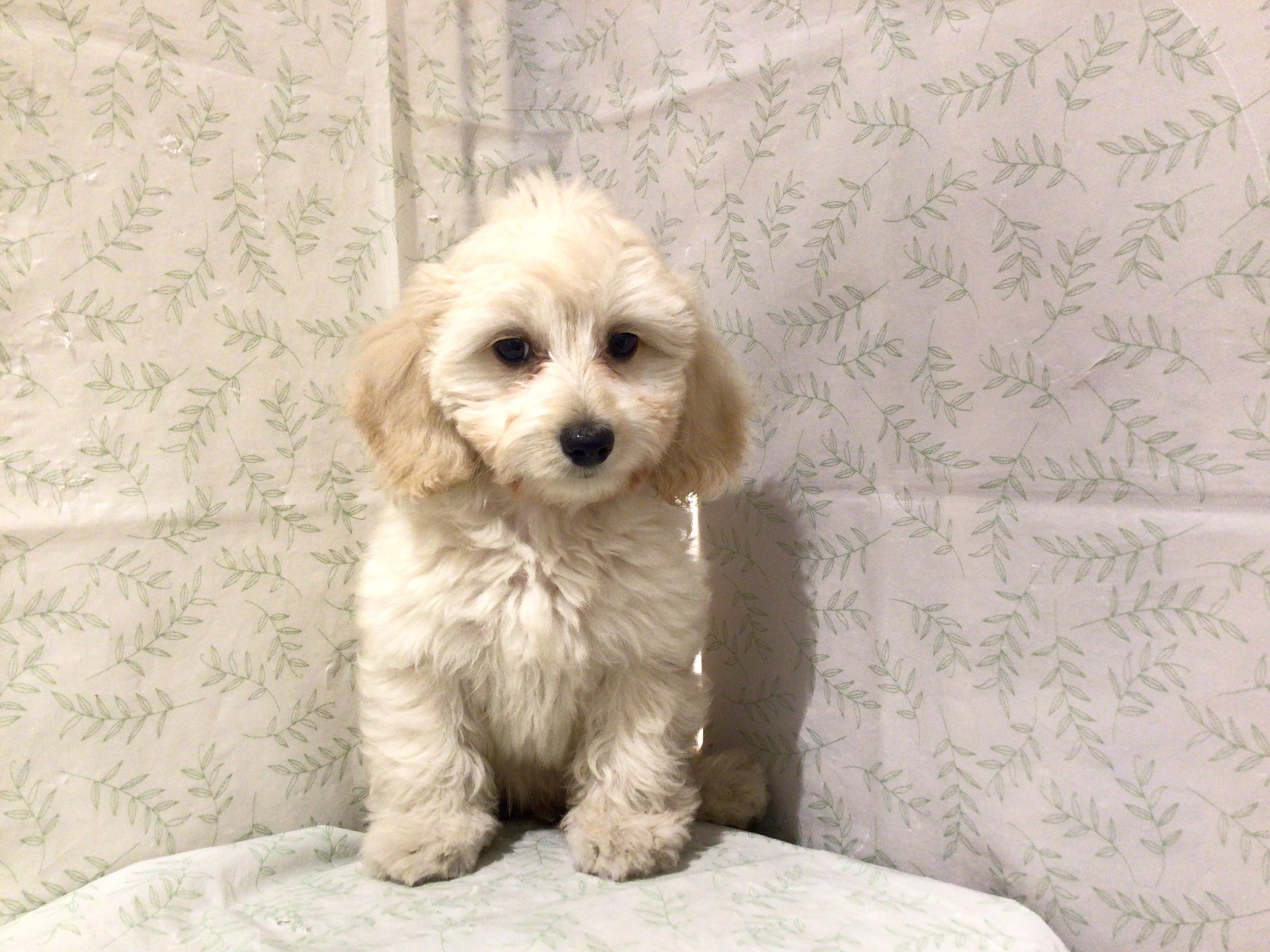 茨城県のハーフ犬・ミックス犬 (ペッツワン高萩店/2026年4月14日生まれ/男の子/クリーム)の子犬の2枚目の画像