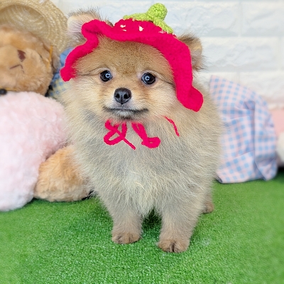 京都府のポメラニアン (ペッツワン亀岡店/2026年6月5日生まれ/女の子/オレンジ)の子犬の3枚目の画像