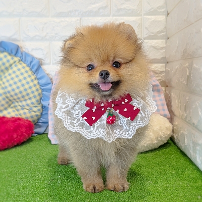 京都府のポメラニアン (ペッツワン亀岡店/2026年6月5日生まれ/女の子/オレンジ)の子犬の2枚目の画像