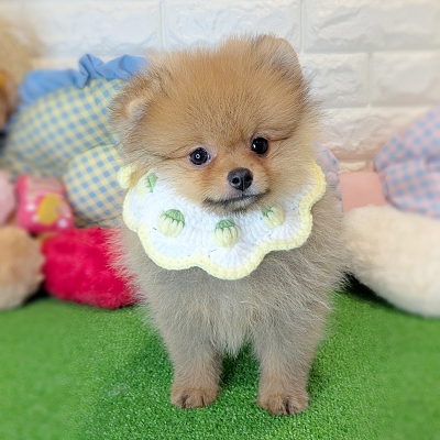 京都府のポメラニアン (ペッツワン亀岡店/2026年6月5日生まれ/女の子/オレンジ)の子犬の1枚目の画像