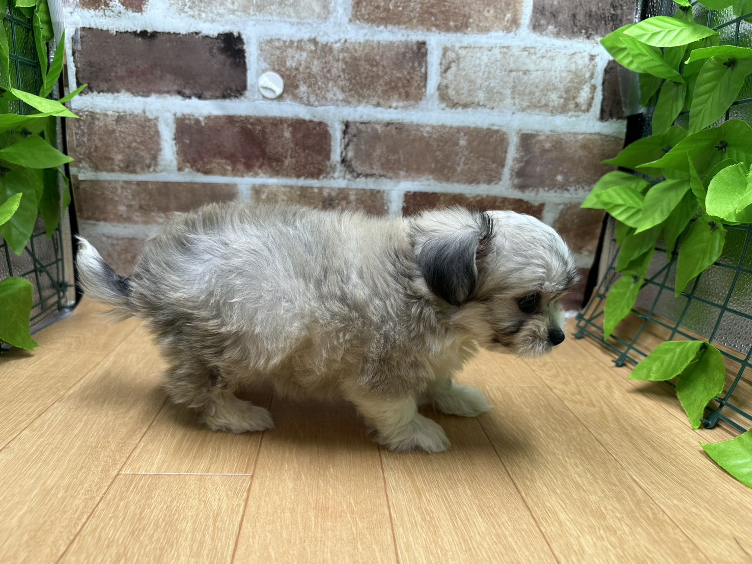 福島県のハーフ犬・ミックス犬 (ペッツワン白河モール店/2026年6月14日生まれ/男の子/フォーン)の子犬の2枚目の画像