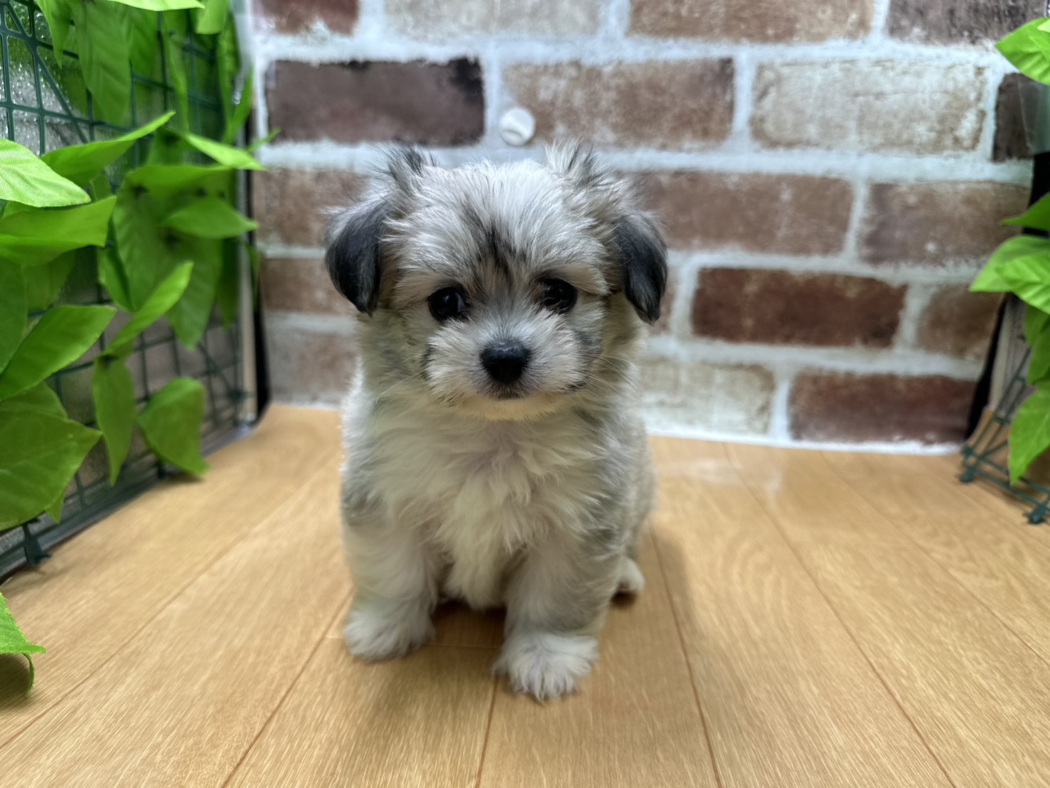 福島県のハーフ犬・ミックス犬 (ペッツワン白河モール店/2026年6月14日生まれ/男の子/フォーン)の子犬の1枚目の画像