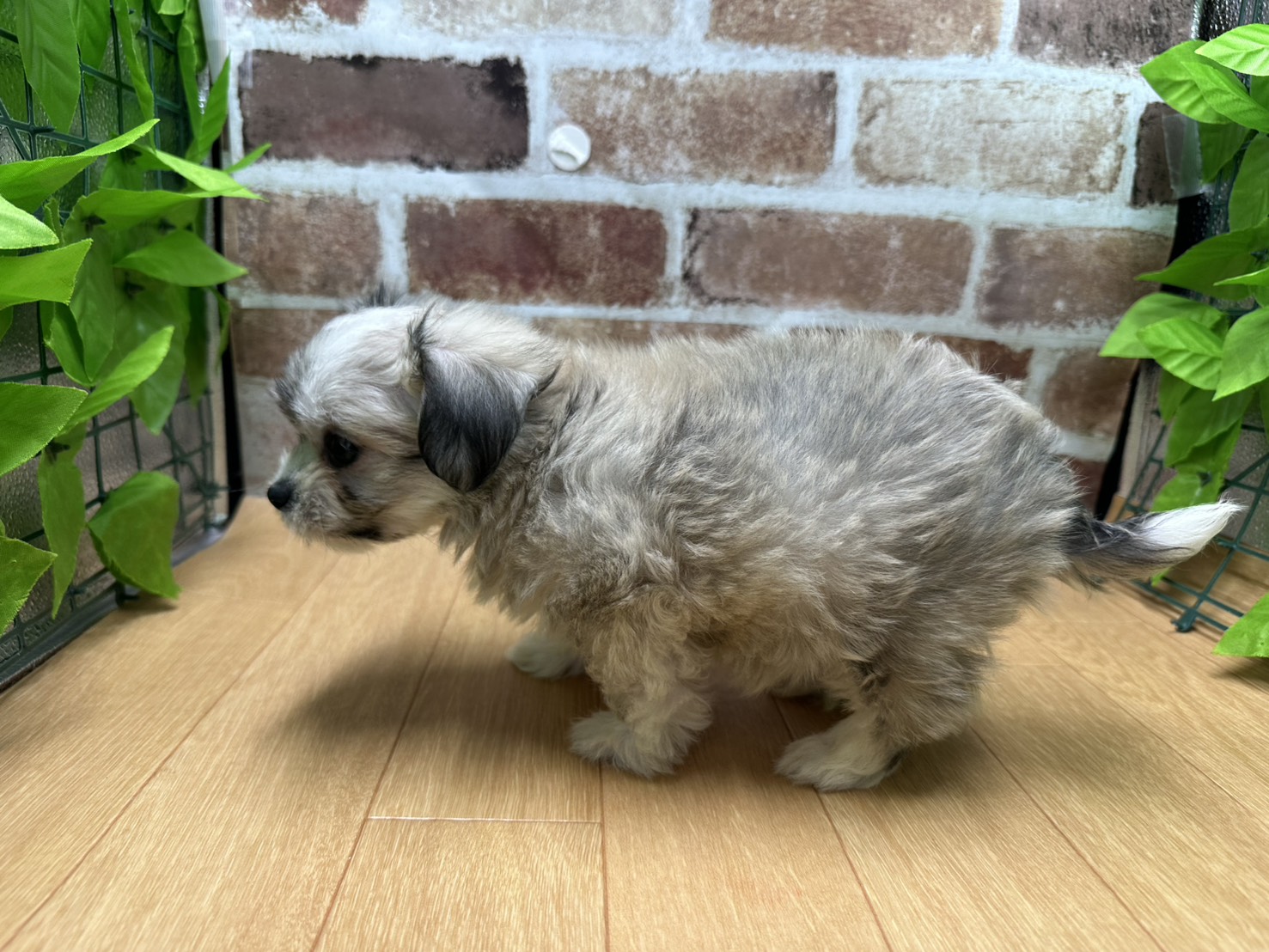 福島県のハーフ犬・ミックス犬 (ペッツワン白河モール店/2026年6月14日生まれ/男の子/フォーン)の子犬の3枚目の画像
