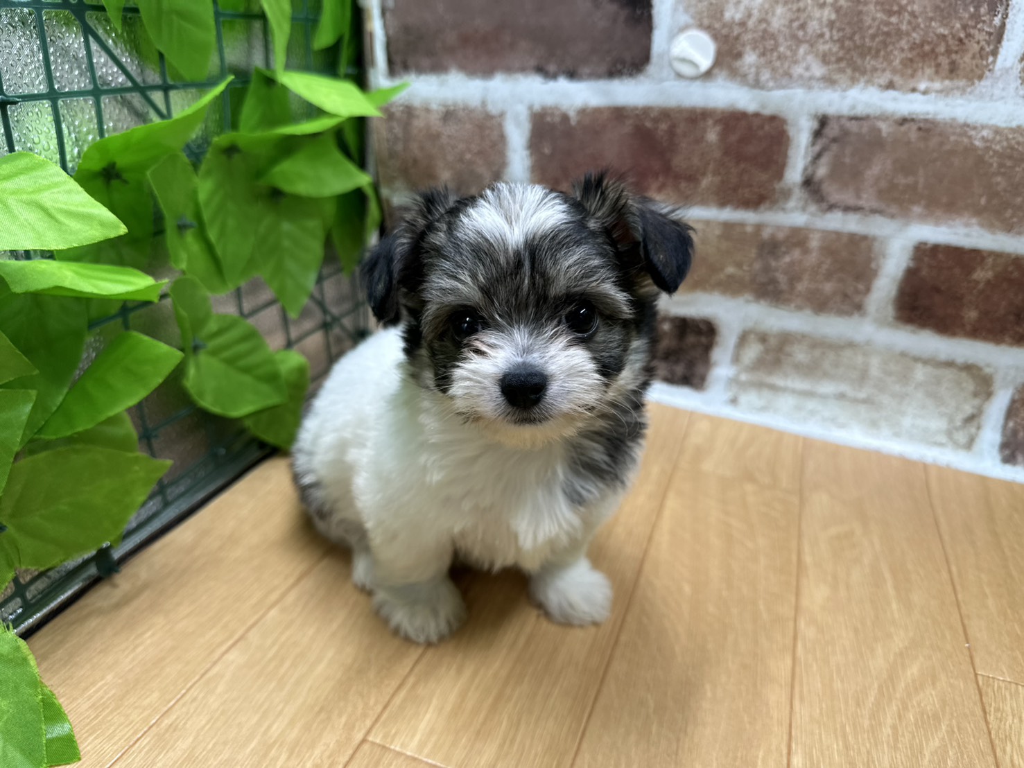 福島県のハーフ犬・ミックス犬 (ペッツワン白河モール店/2026年6月14日生まれ/女の子/パーティーカラー)の子犬の1枚目の画像