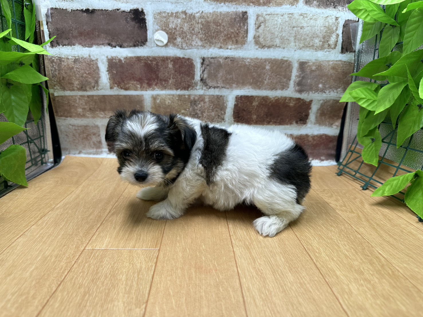 福島県のハーフ犬・ミックス犬 (ペッツワン白河モール店/2026年6月14日生まれ/女の子/パーティーカラー)の子犬の3枚目の画像