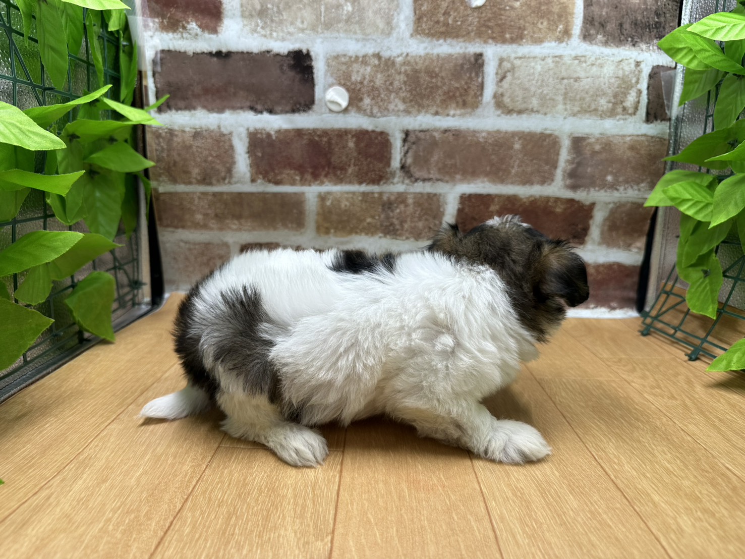 福島県のハーフ犬・ミックス犬 (ペッツワン白河モール店/2026年6月14日生まれ/女の子/パーティーカラー)の子犬の2枚目の画像