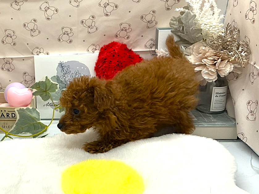 静岡県のトイプードル(トイ) (ペッツワン掛川店/2026年5月26日生まれ/男の子/レッド)の子犬の2枚目の画像
