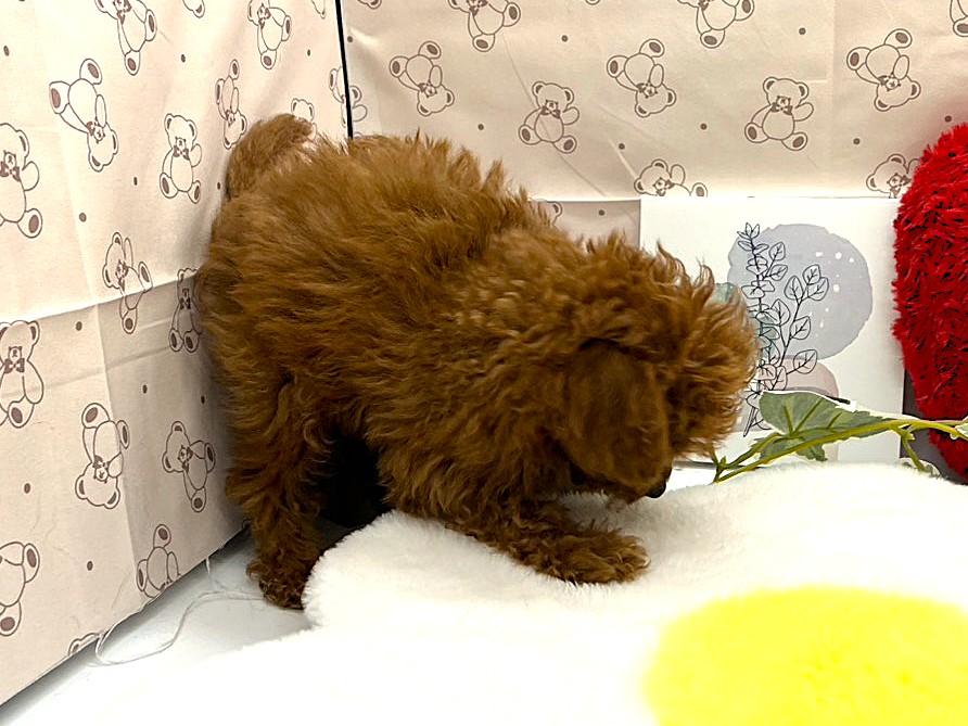 静岡県のトイプードル(トイ) (ペッツワン掛川店/2026年5月26日生まれ/男の子/レッド)の子犬の3枚目の画像