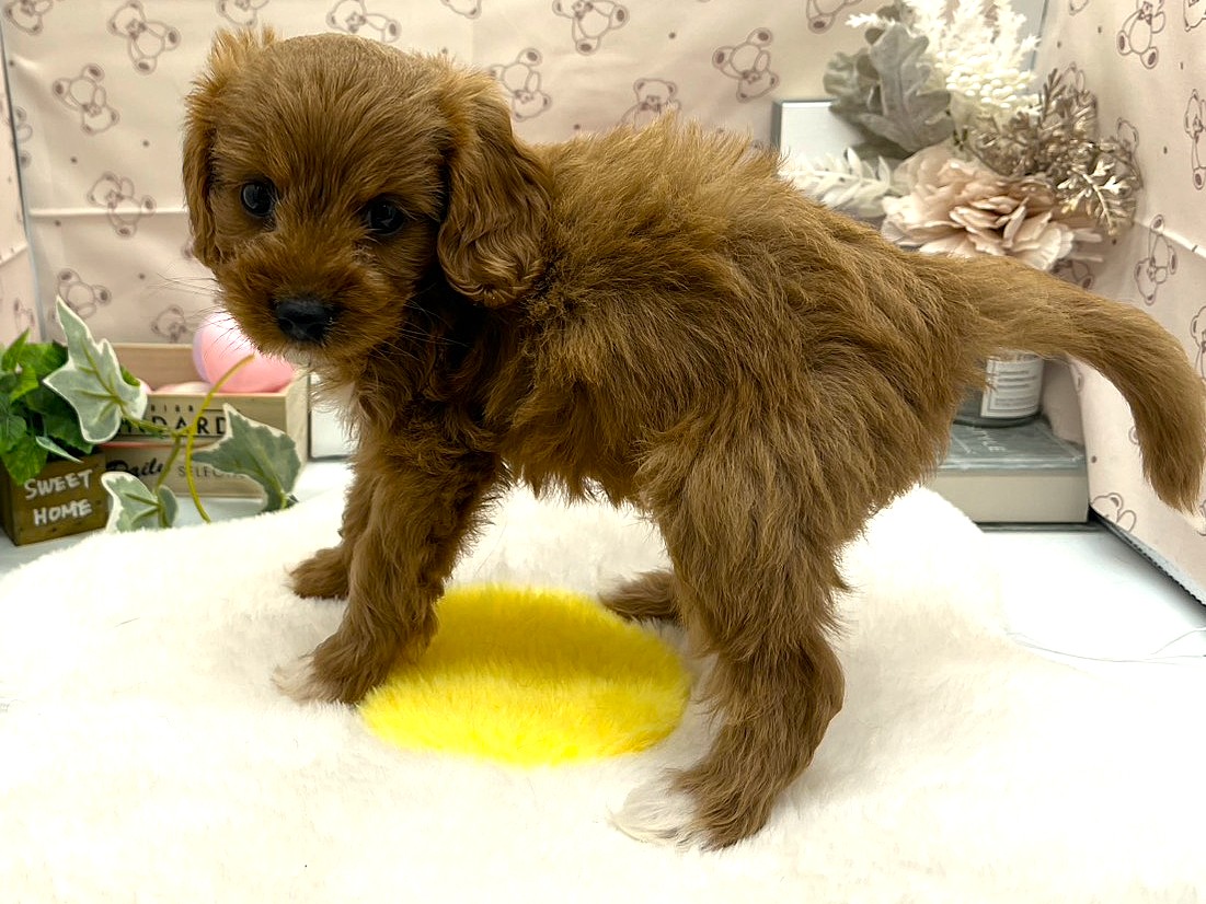静岡県のハーフ犬・ミックス犬 (ペッツワン掛川店/2026年6月10日生まれ/女の子/レッド)の子犬の2枚目の画像