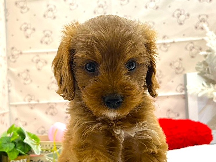 静岡県のハーフ犬・ミックス犬 (ペッツワン掛川店/2026年6月10日生まれ/女の子/レッド)の子犬の1枚目の画像