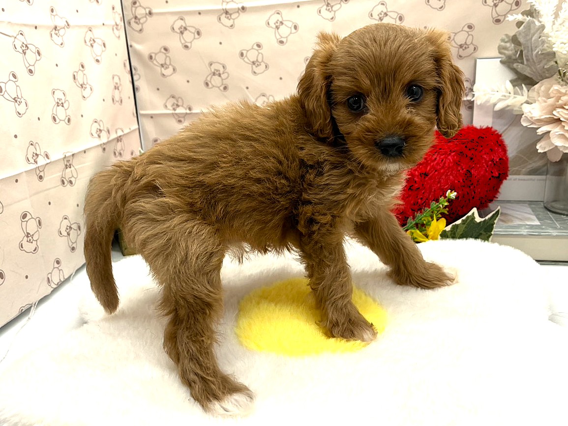 静岡県のハーフ犬・ミックス犬 (ペッツワン掛川店/2026年6月10日生まれ/女の子/レッド)の子犬の3枚目の画像