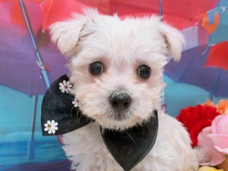 沖縄県のハーフ犬・ミックス犬 (ペッツワンFCあがり浜店/2026年5月23日生まれ/女の子/ホワイト)の子犬