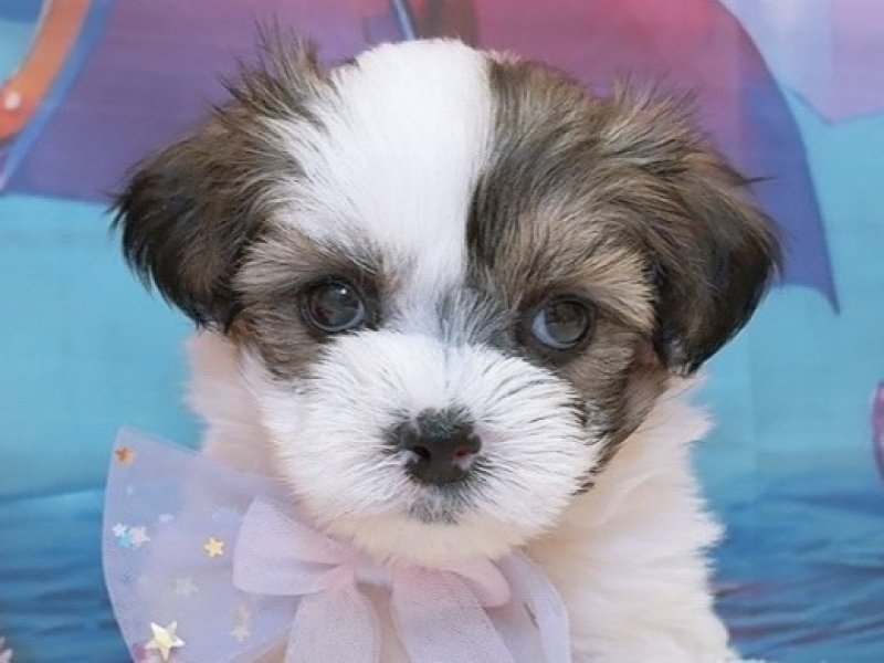 沖縄県のハーフ犬・ミックス犬 (ペッツワンFCあがり浜店/2026年5月14日生まれ/女の子/ホワイトゴールド)の子犬