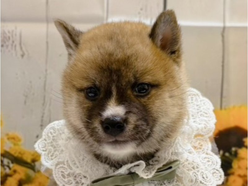 沖縄県の柴犬(標準サイズ) (ペッツワンFCあがり浜店/2026年5月8日生まれ/男の子/赤)の子犬