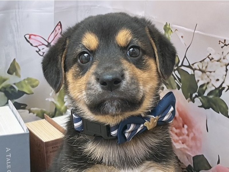 沖縄県のハーフ犬・ミックス犬 (ペッツワンFCあがり浜店/2026年4月24日生まれ/男の子/ブラックタン)の子犬