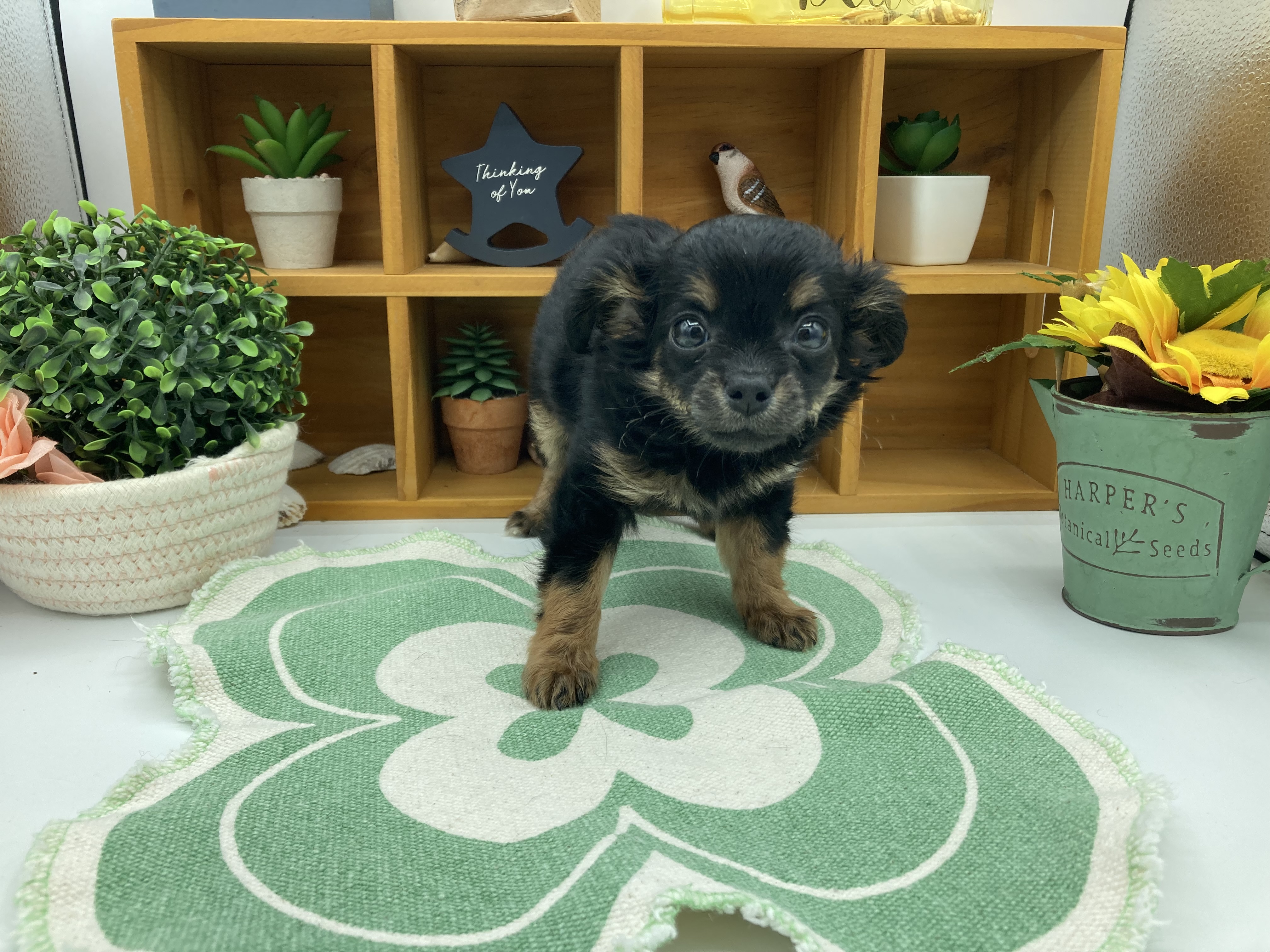 静岡県のハーフ犬・ミックス犬 (ペッツワン清水店/2026年6月5日生まれ/女の子/ブラックタンホワイト)の子犬の1枚目の画像