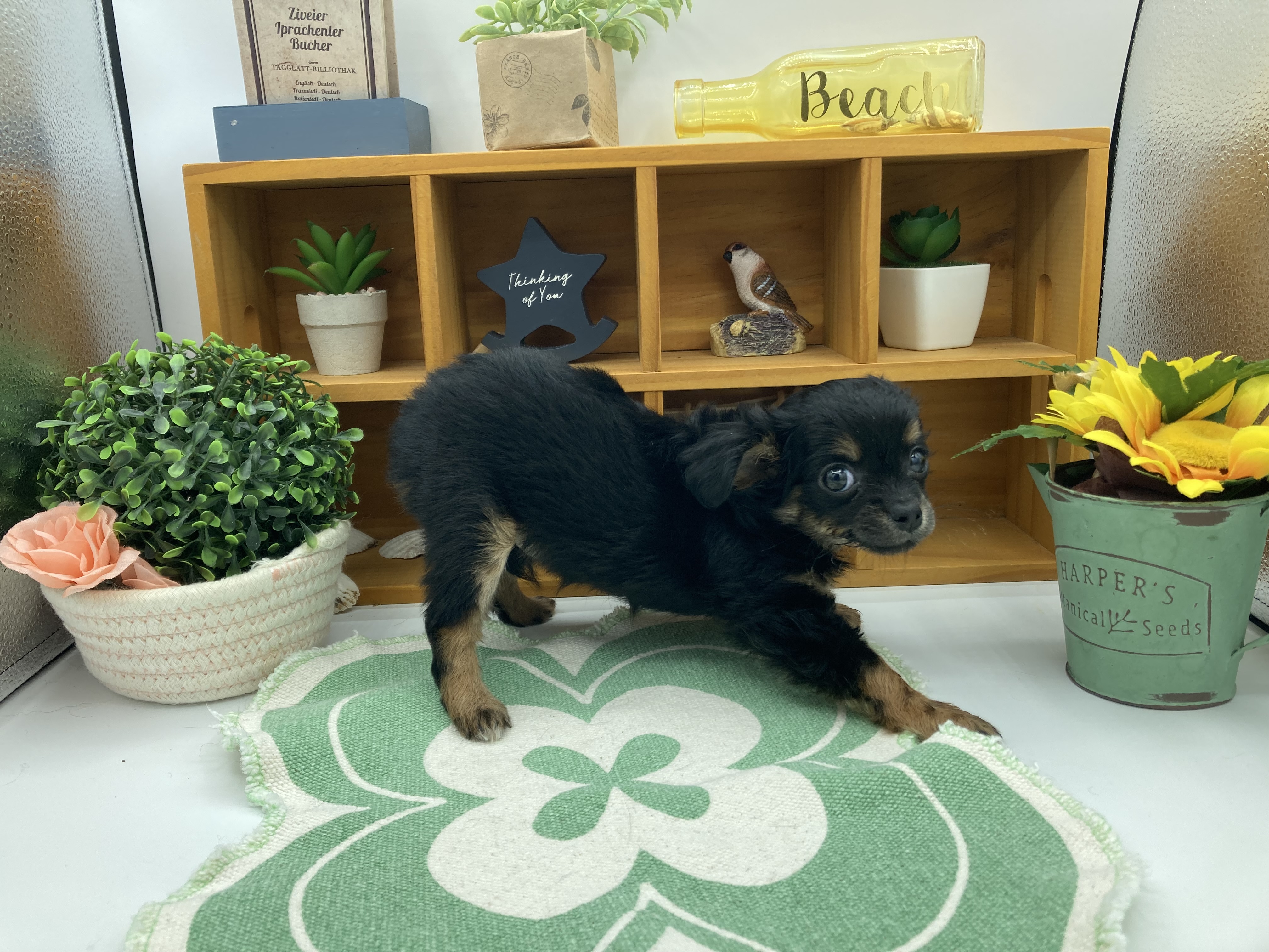 静岡県のハーフ犬・ミックス犬 (ペッツワン清水店/2026年6月5日生まれ/女の子/ブラックタンホワイト)の子犬の2枚目の画像