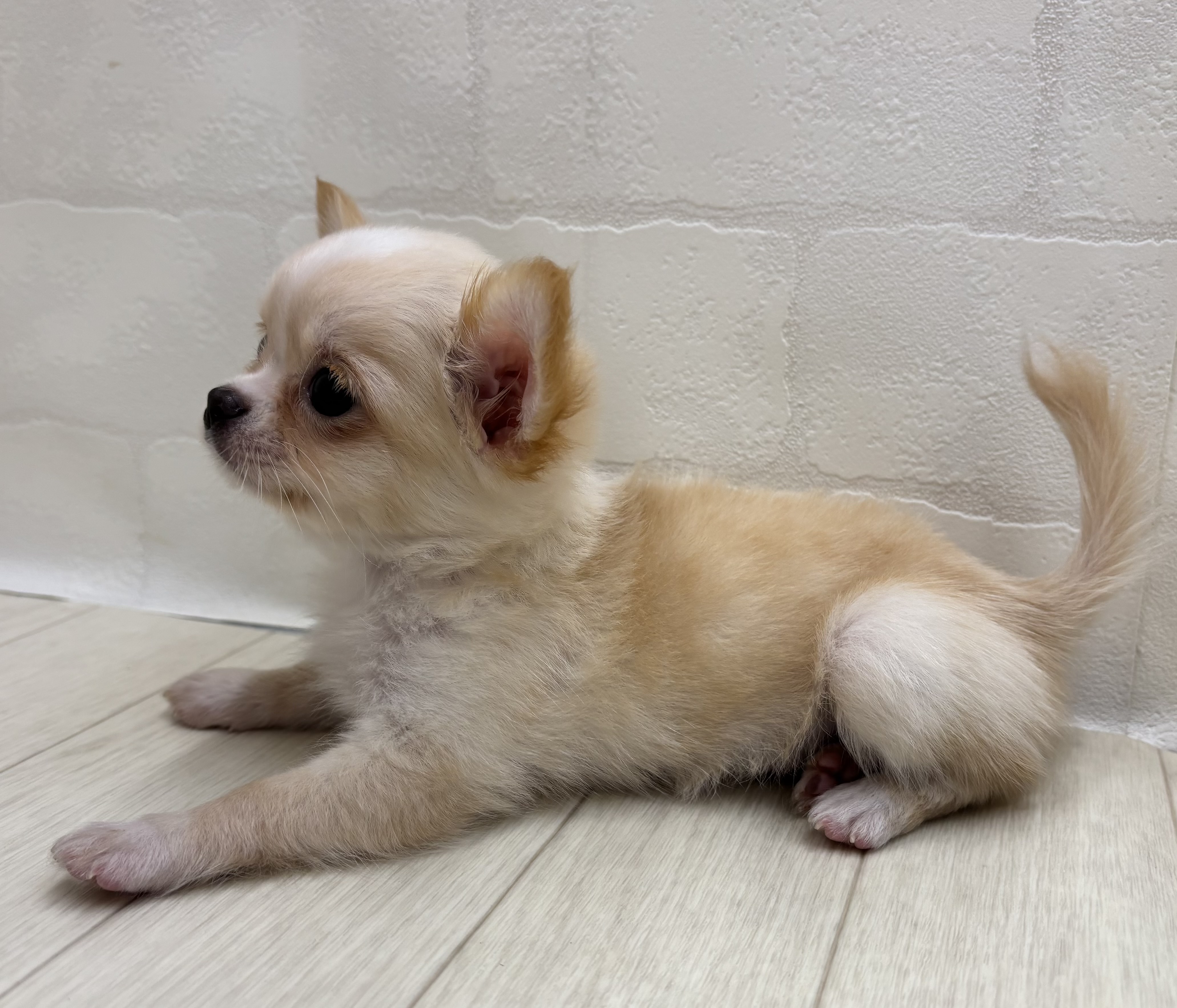 埼玉県のチワワ(ロング) (ペッツワン大利根店/2026年6月9日生まれ/女の子/クリーム)の子犬の3枚目の画像
