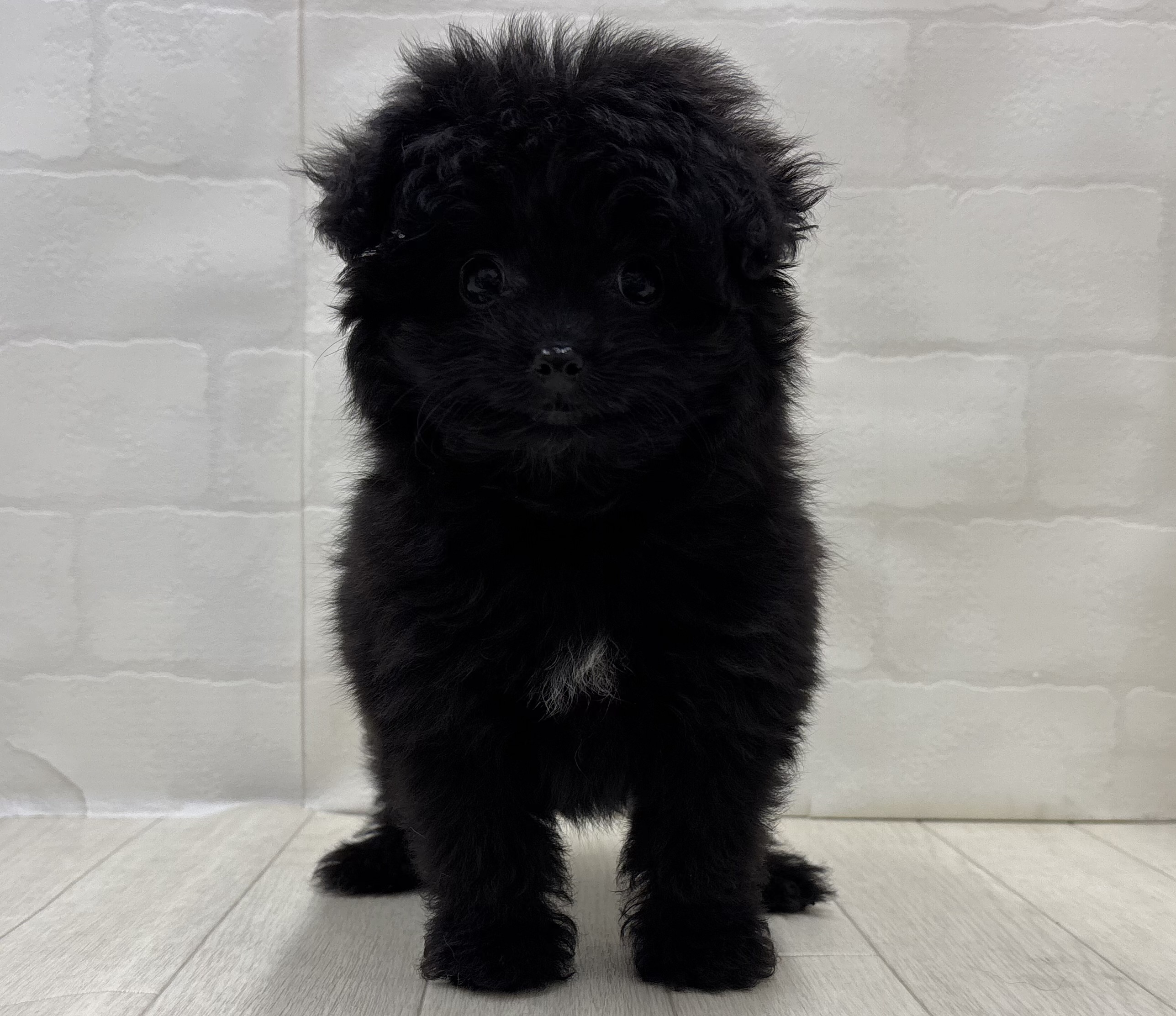 埼玉県のハーフ犬・ミックス犬 (ペッツワン大利根店/2026年5月30日生まれ/女の子/ブラック)の子犬の3枚目の画像