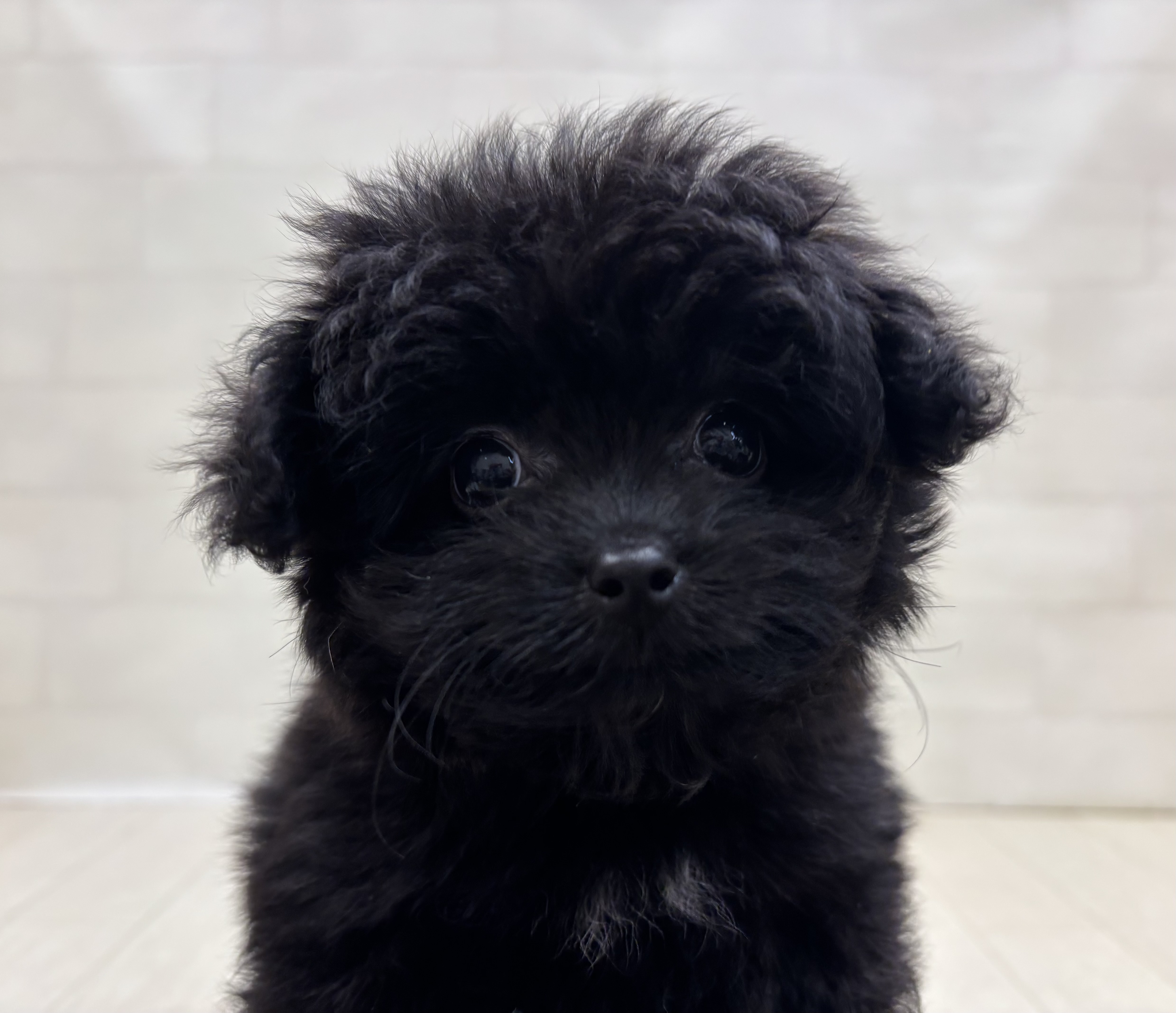 埼玉県のハーフ犬・ミックス犬 (ペッツワン大利根店/2026年5月30日生まれ/女の子/ブラック)の子犬の1枚目の画像