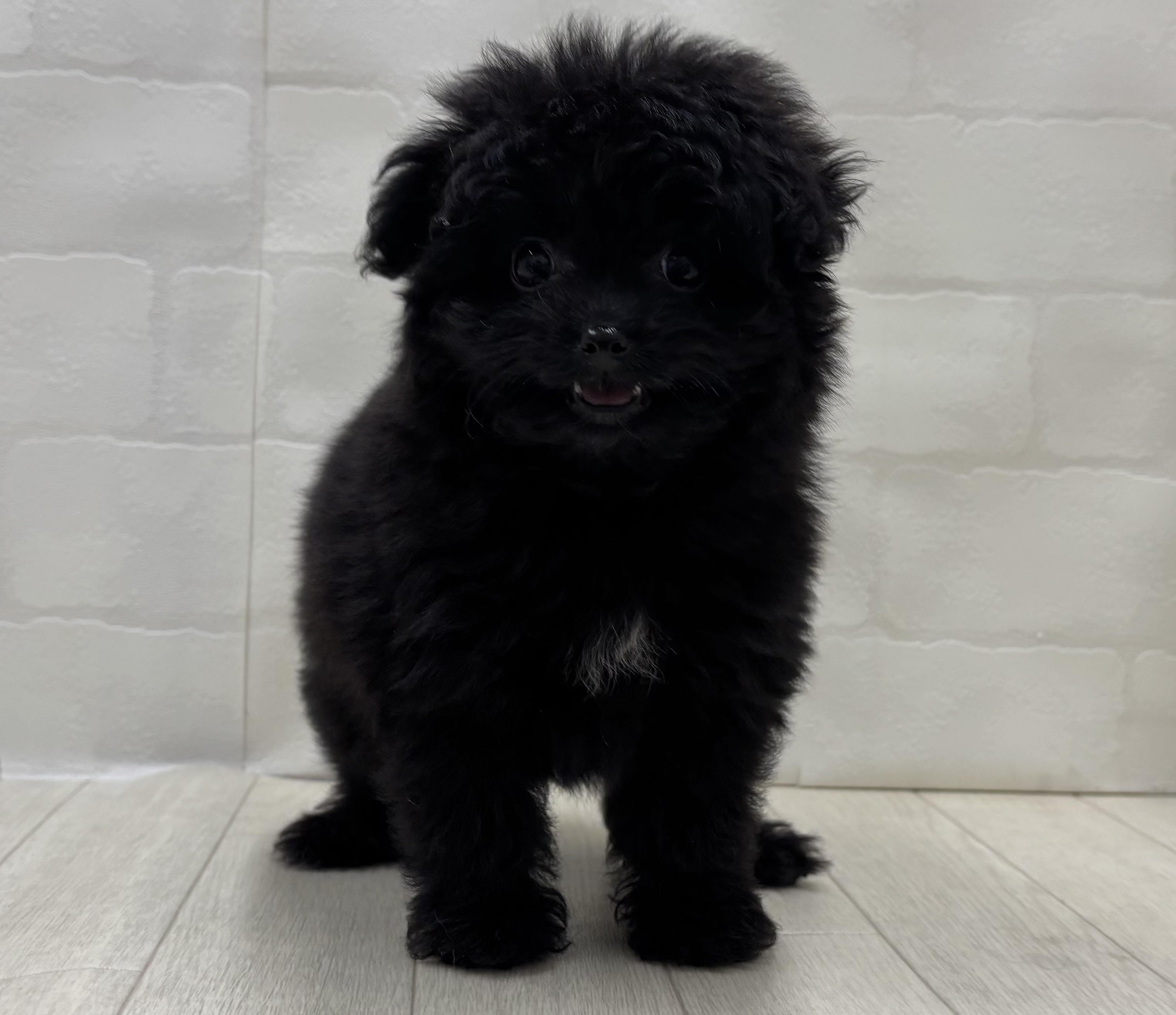 埼玉県のハーフ犬・ミックス犬 (ペッツワン大利根店/2026年5月30日生まれ/女の子/ブラック)の子犬の2枚目の画像