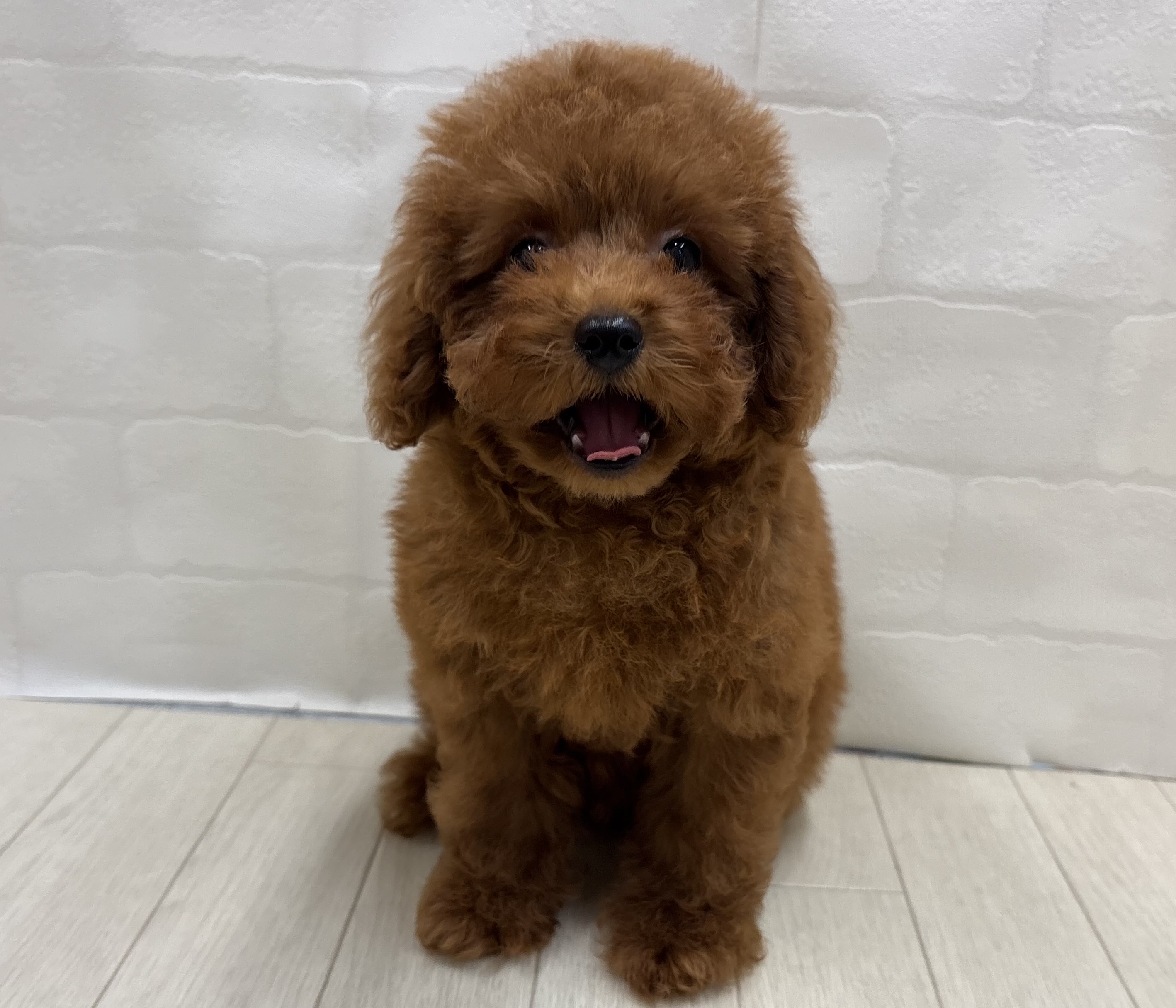 埼玉県のトイプードル(トイ) (ペッツワン大利根店/2026年5月11日生まれ/男の子/レッド)の子犬の2枚目の画像