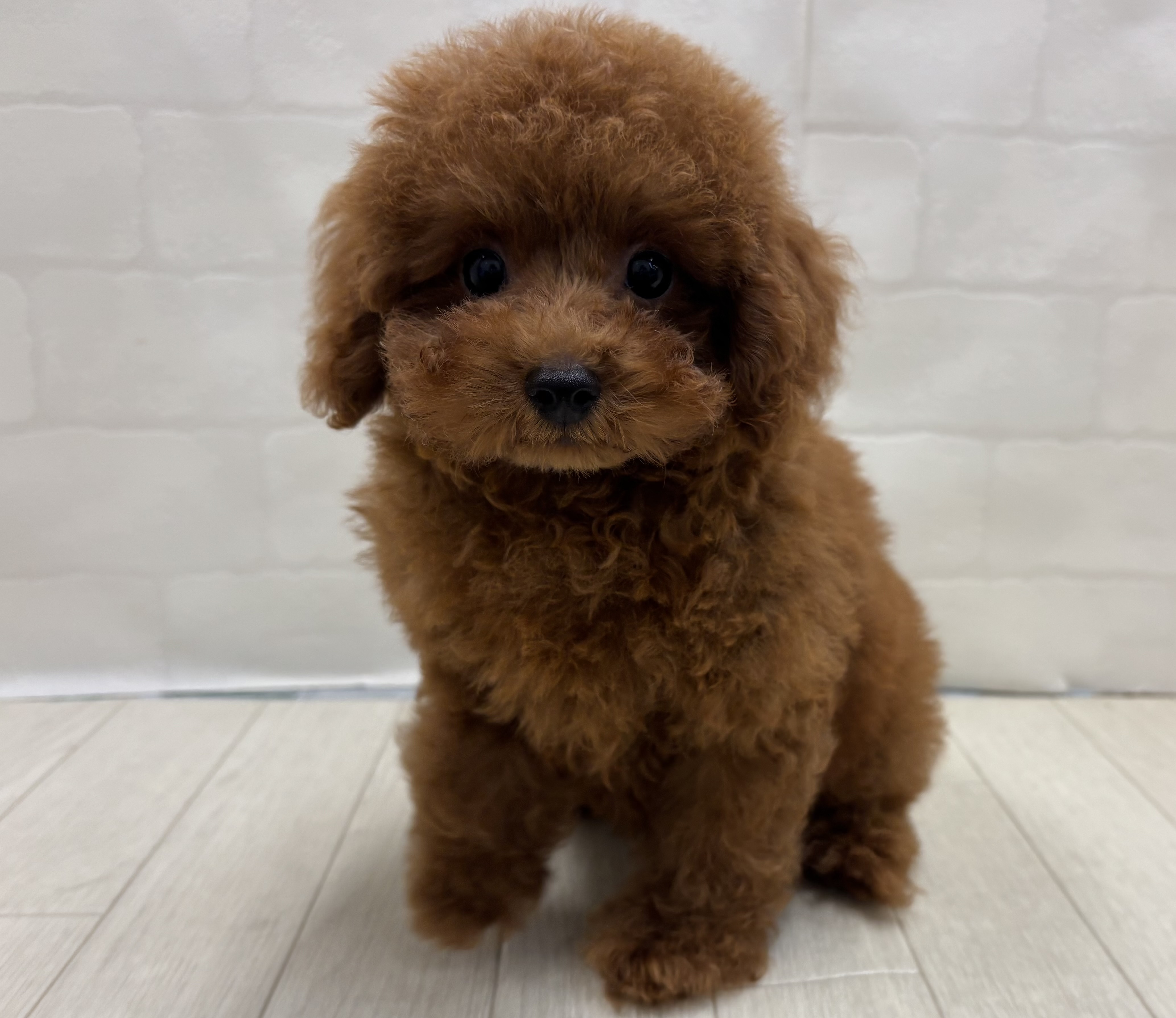 埼玉県のトイプードル(トイ) (ペッツワン大利根店/2026年5月11日生まれ/男の子/レッド)の子犬の1枚目の画像