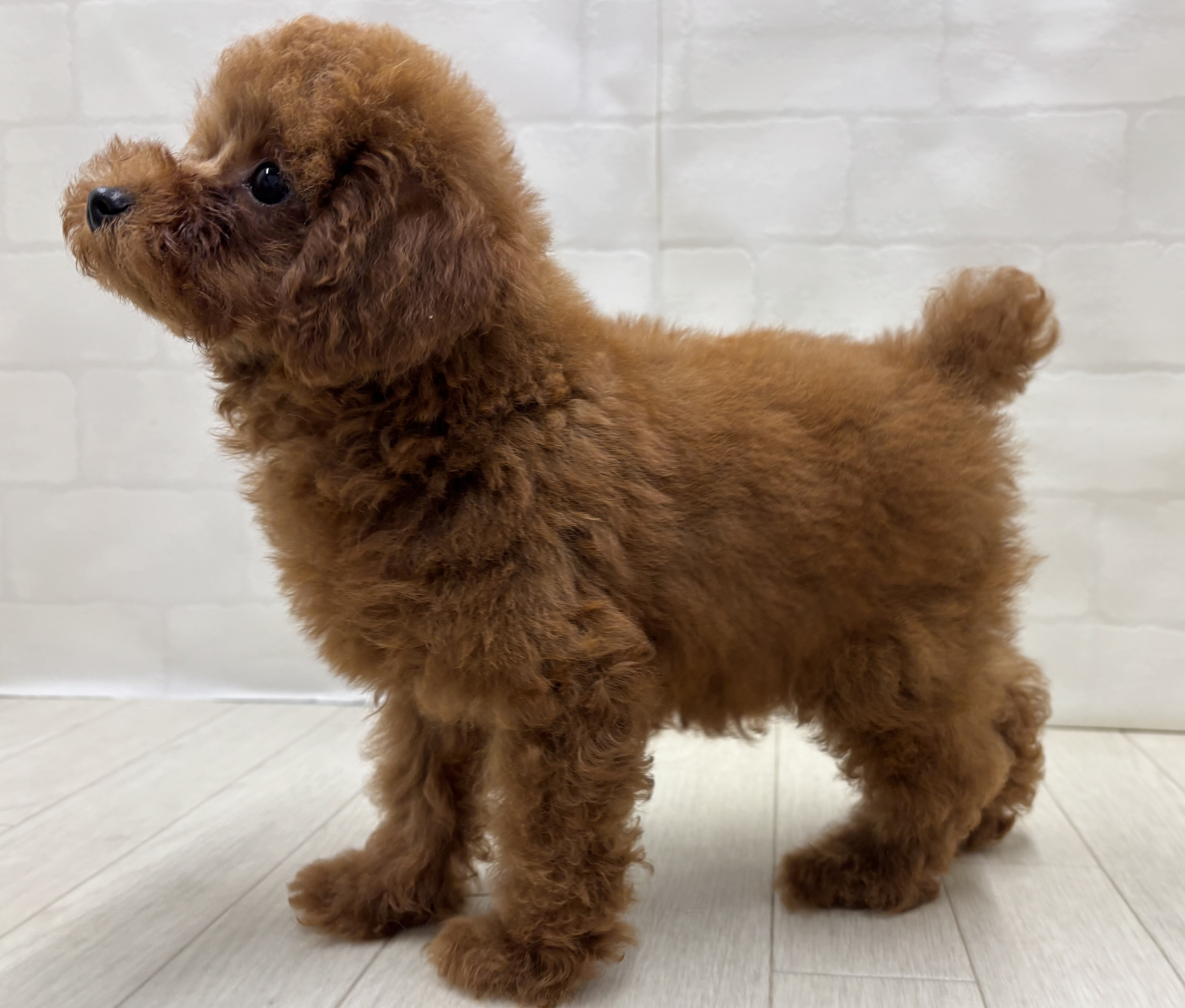 埼玉県のトイプードル(トイ) (ペッツワン大利根店/2026年5月11日生まれ/男の子/レッド)の子犬の3枚目の画像