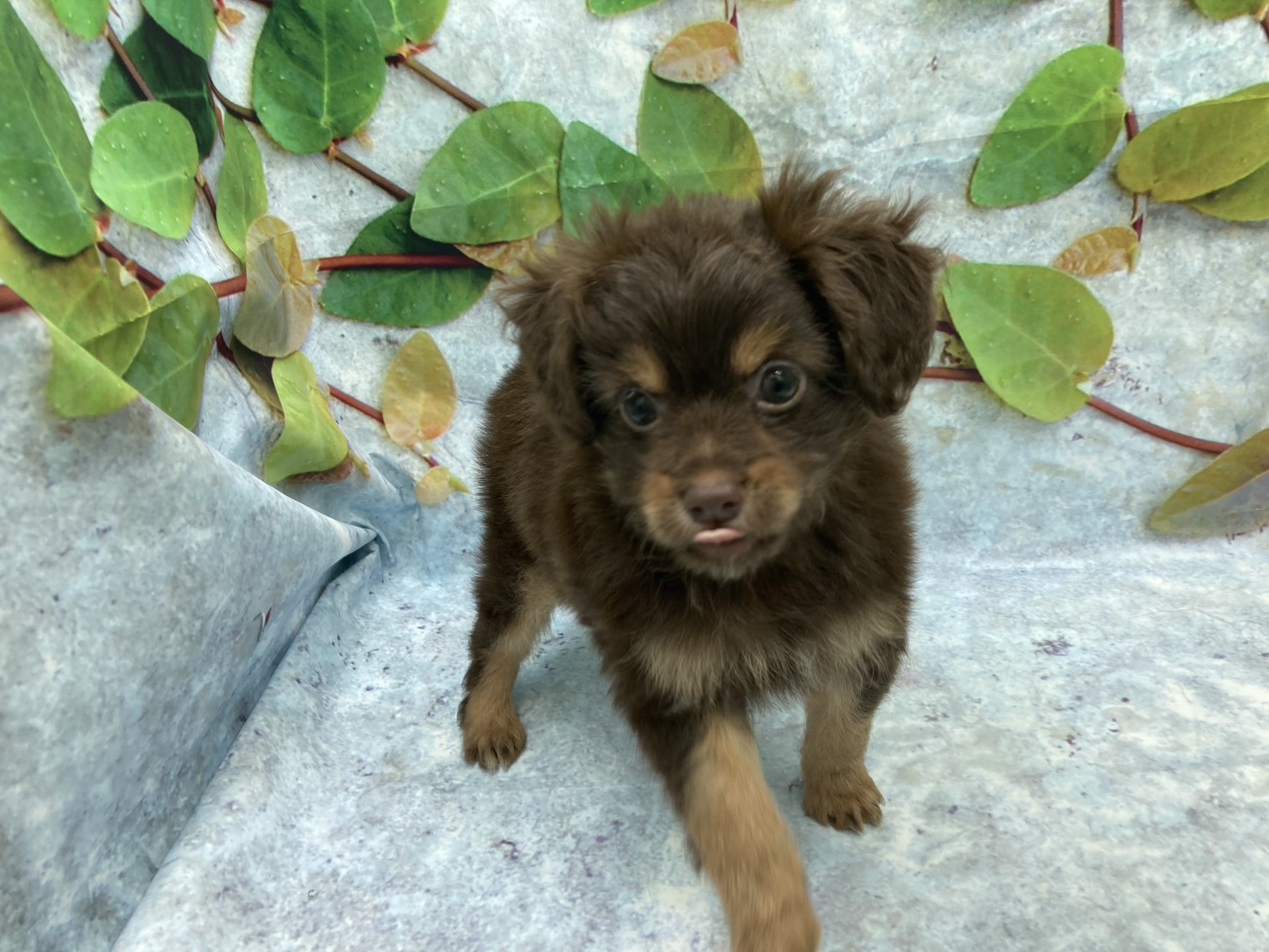 埼玉県のハーフ犬・ミックス犬 (ペッツワン北本店/2026年6月6日生まれ/男の子/ブラウン)の子犬の1枚目の画像