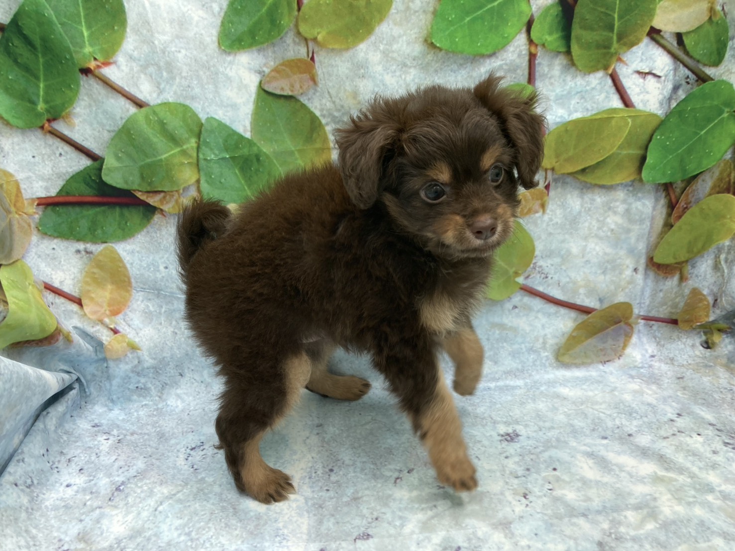 埼玉県のハーフ犬・ミックス犬 (ペッツワン北本店/2026年6月6日生まれ/男の子/ブラウン)の子犬の2枚目の画像