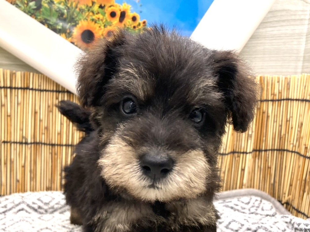 京都府のハーフ犬・ミックス犬 (ペッツワン木津川店/2026年6月14日生まれ/男の子/ブラックタン)の子犬の1枚目の画像