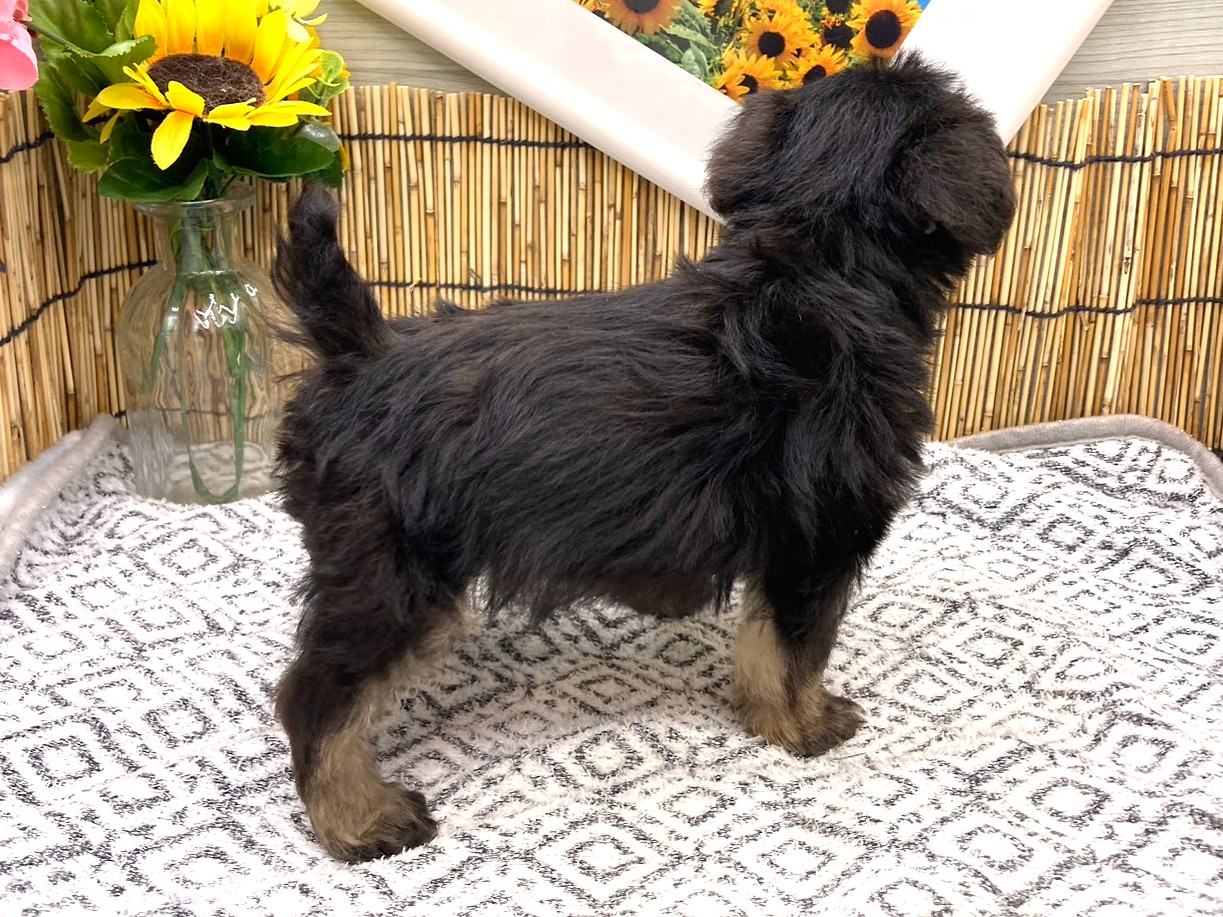 京都府のハーフ犬・ミックス犬 (ペッツワン木津川店/2026年6月14日生まれ/男の子/ブラックタン)の子犬の2枚目の画像