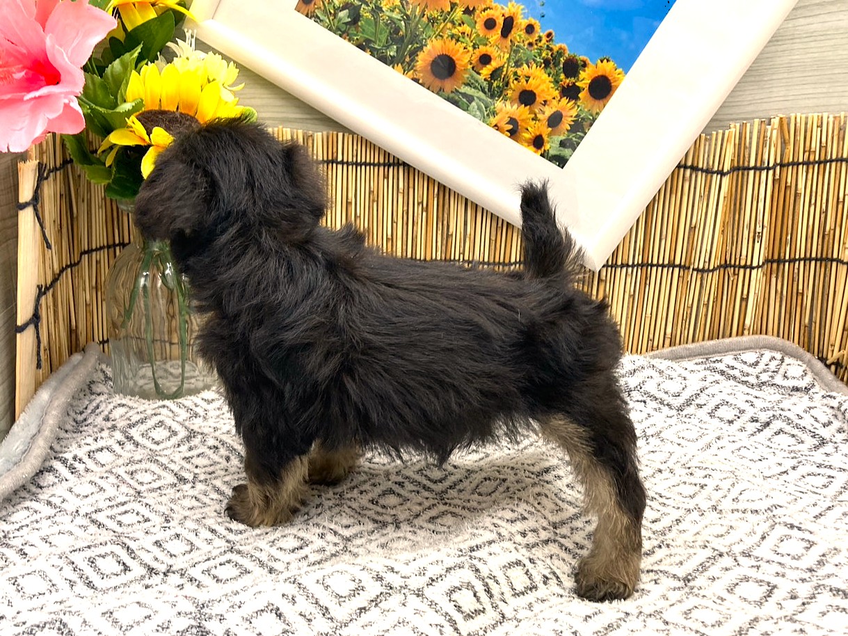 京都府のハーフ犬・ミックス犬 (ペッツワン木津川店/2026年6月14日生まれ/男の子/ブラックタン)の子犬の3枚目の画像