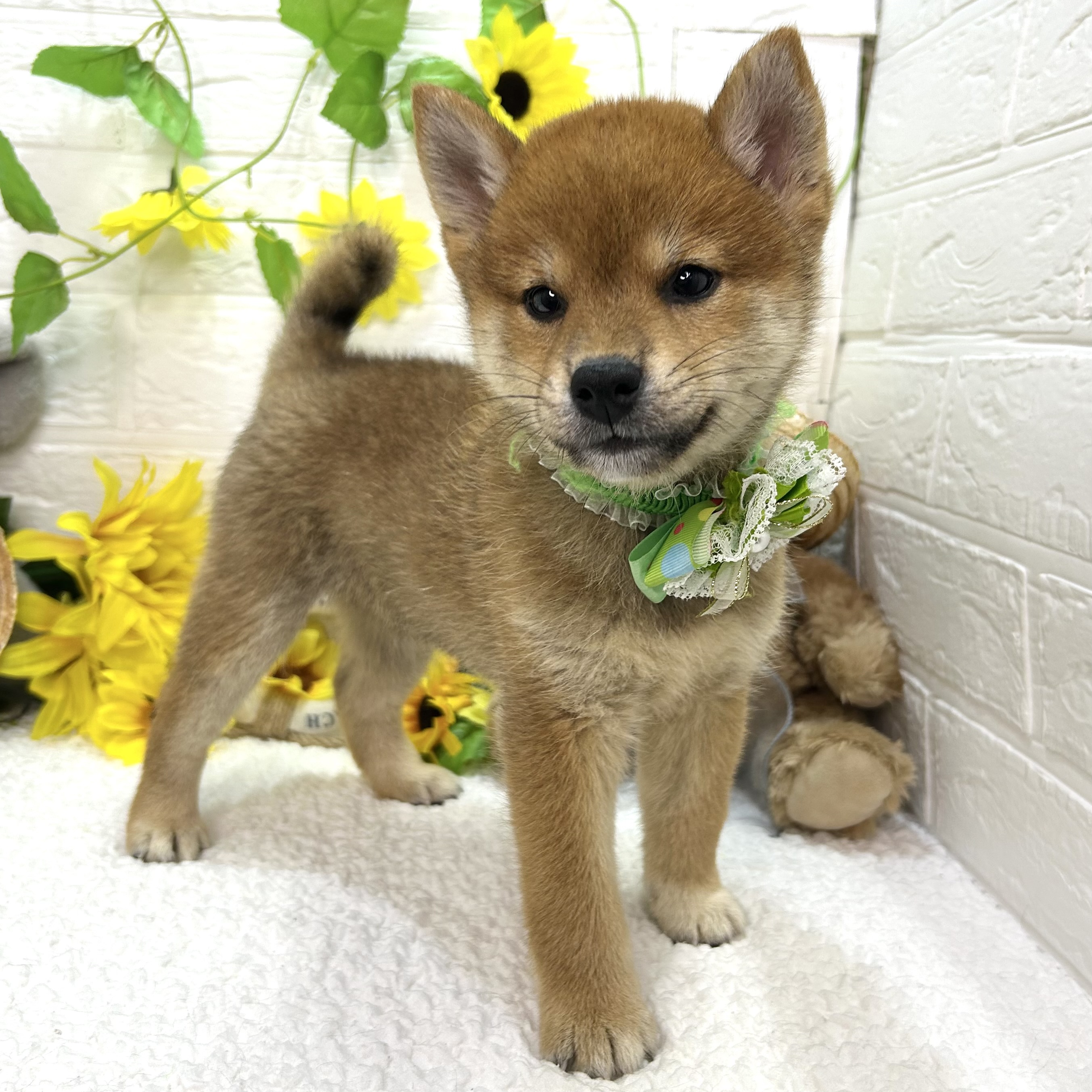大阪府の柴犬(標準サイズ) (ペッツワン東大阪店/2026年6月17日生まれ/男の子/赤)の子犬の1枚目の画像