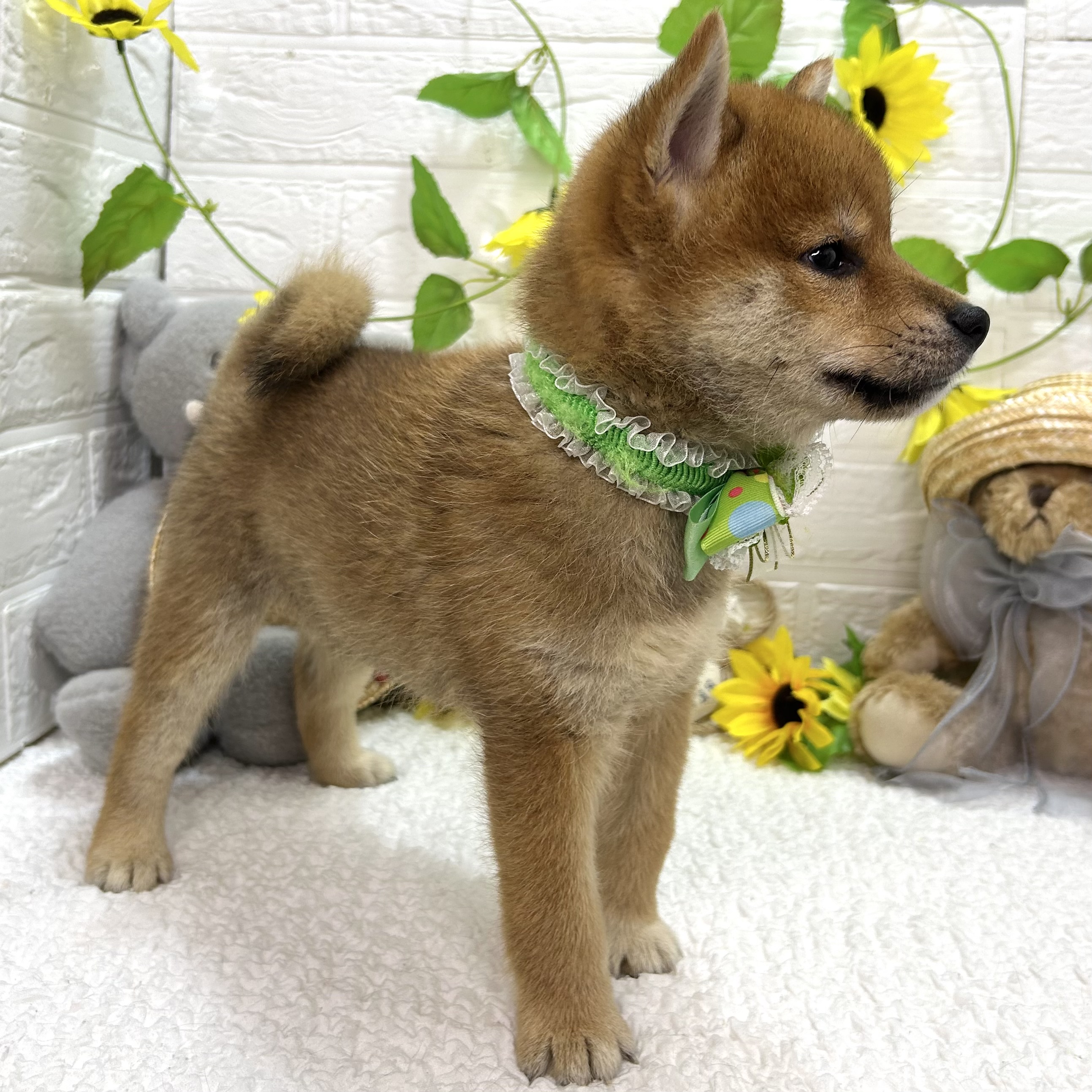大阪府の柴犬(標準サイズ) (ペッツワン東大阪店/2026年6月17日生まれ/男の子/赤)の子犬の3枚目の画像