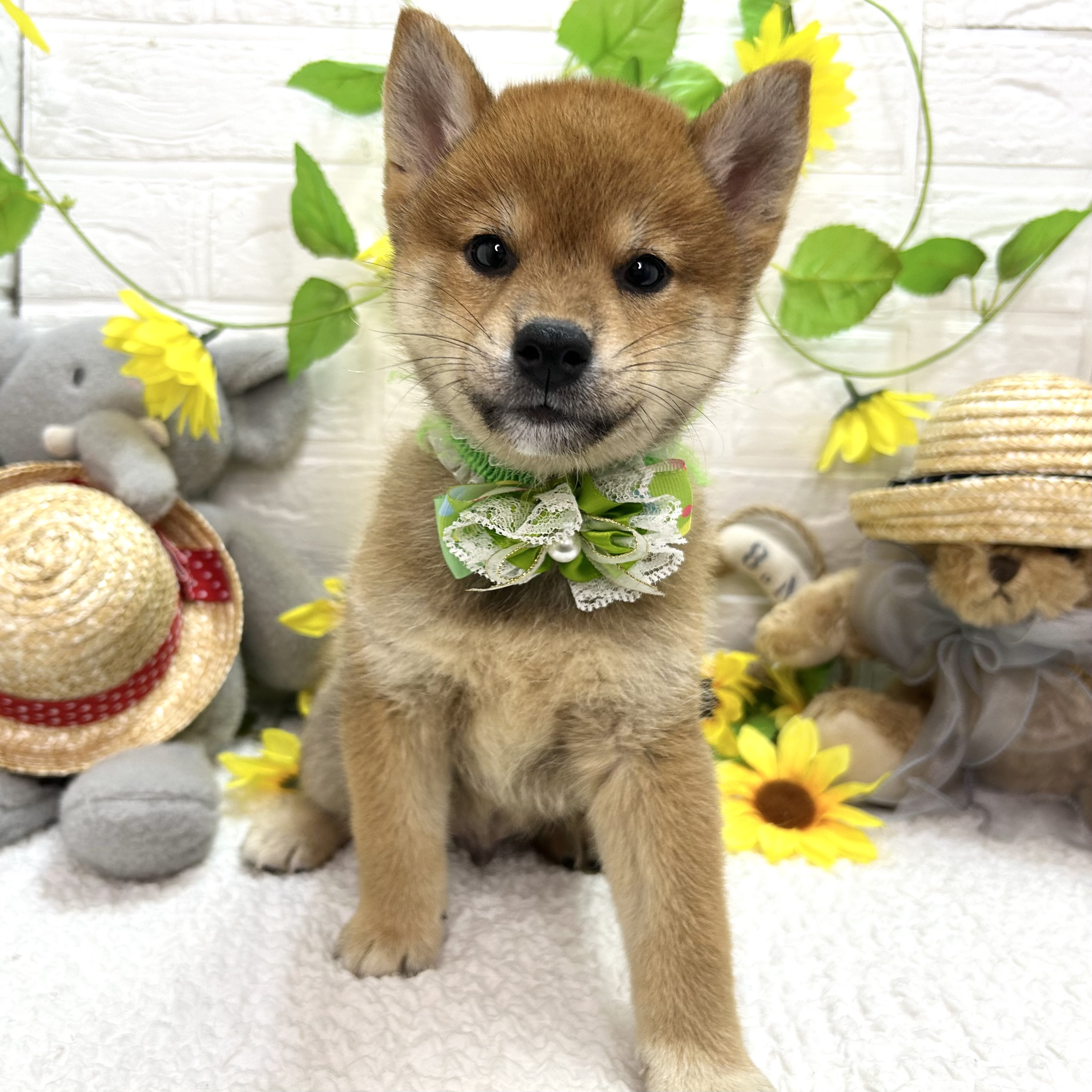 大阪府の柴犬(標準サイズ) (ペッツワン東大阪店/2026年6月17日生まれ/男の子/赤)の子犬の2枚目の画像