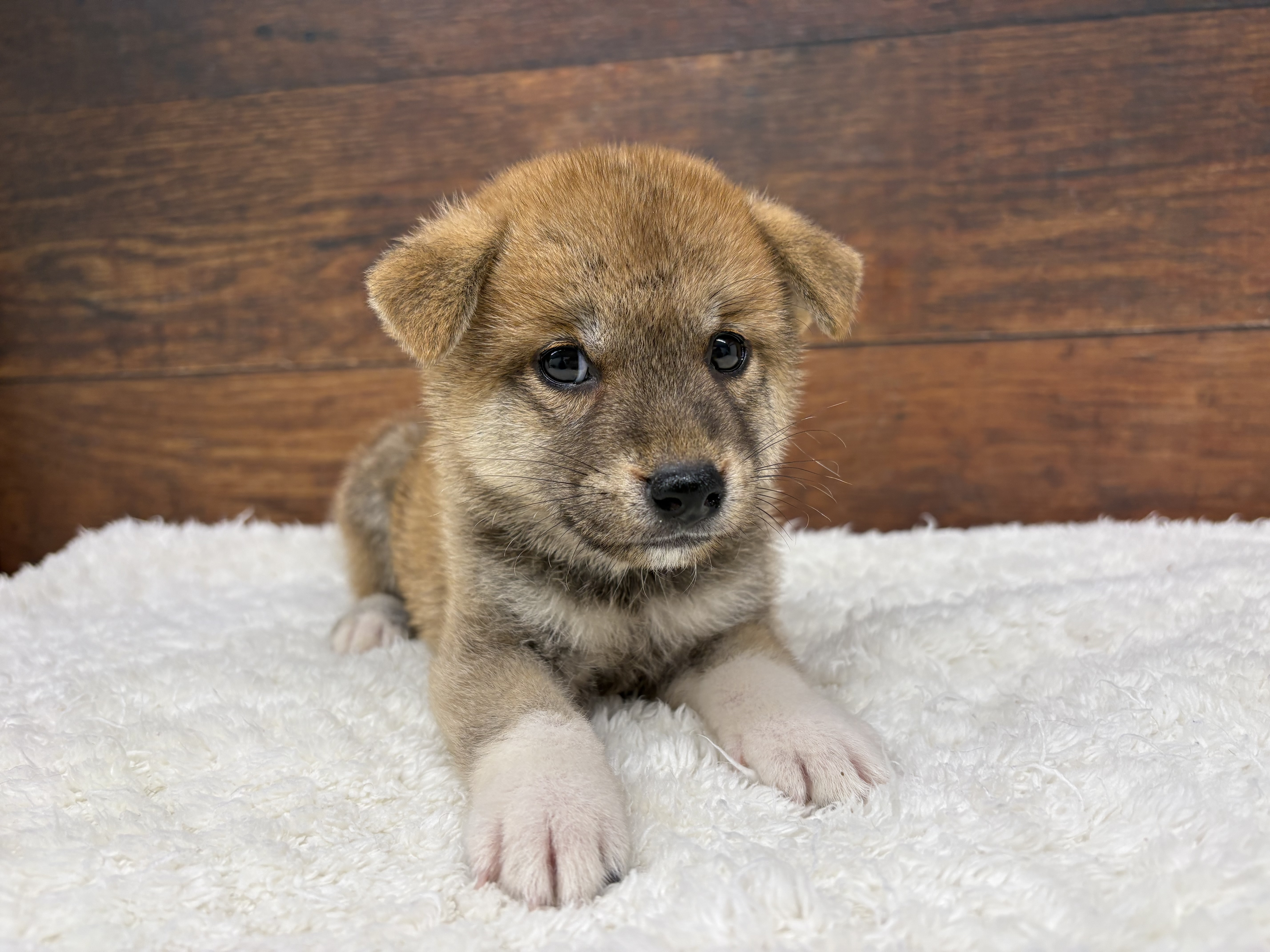 愛知県の柴犬(標準サイズ) (ペッツワン名古屋大高インター店/2026年6月17日生まれ/男の子/赤)の子犬の2枚目の画像