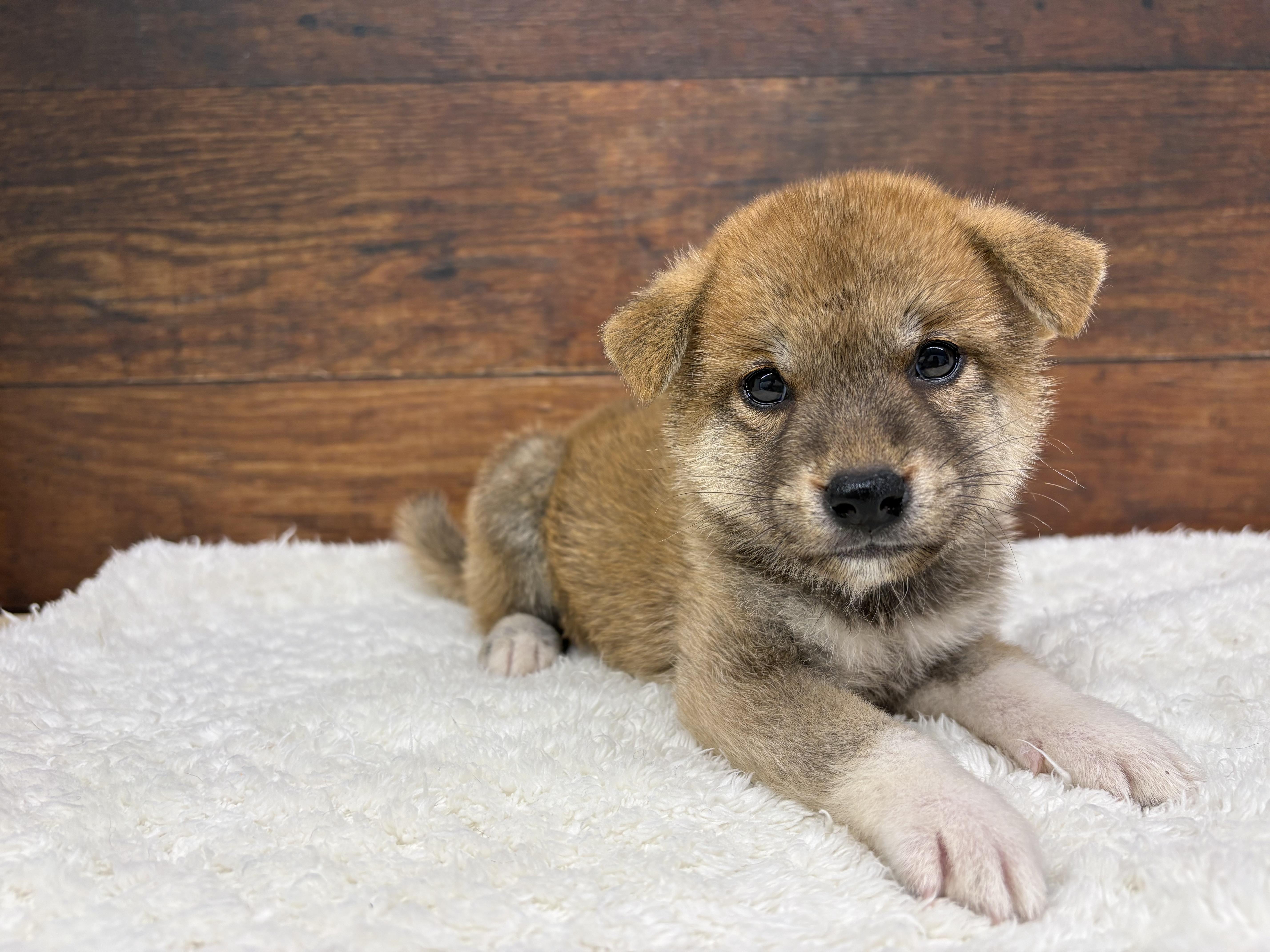 愛知県の柴犬(標準サイズ) (ペッツワン名古屋大高インター店/2026年6月17日生まれ/男の子/赤)の子犬の1枚目の画像