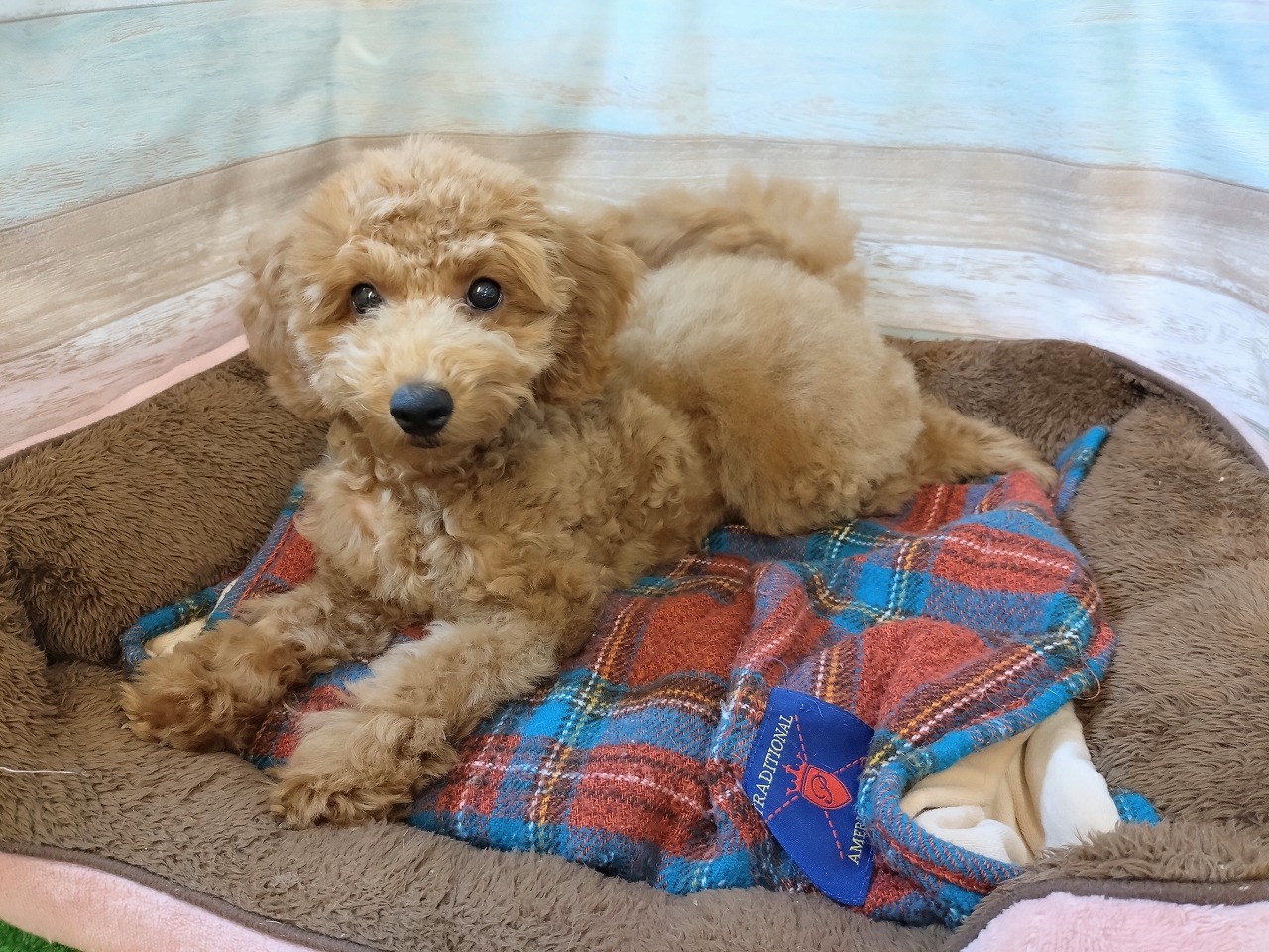 群馬県のトイプードル(トイ) (ペッツワン青柳店/2026年3月15日生まれ/女の子/レッド)の子犬の2枚目の画像