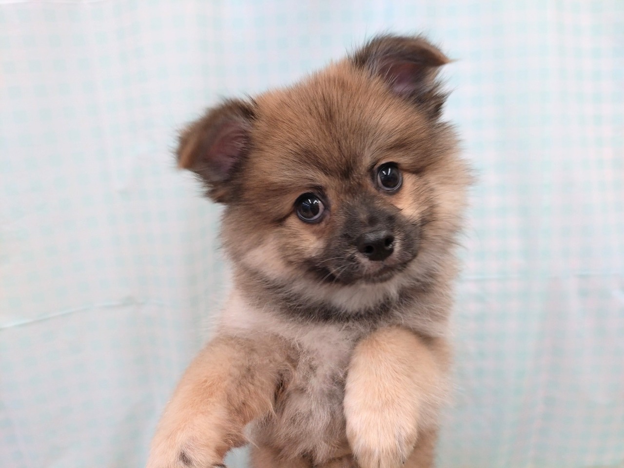 群馬県のハーフ犬・ミックス犬 (ペッツワン青柳店/2026年5月5日生まれ/男の子/フォーン)の子犬の2枚目の画像